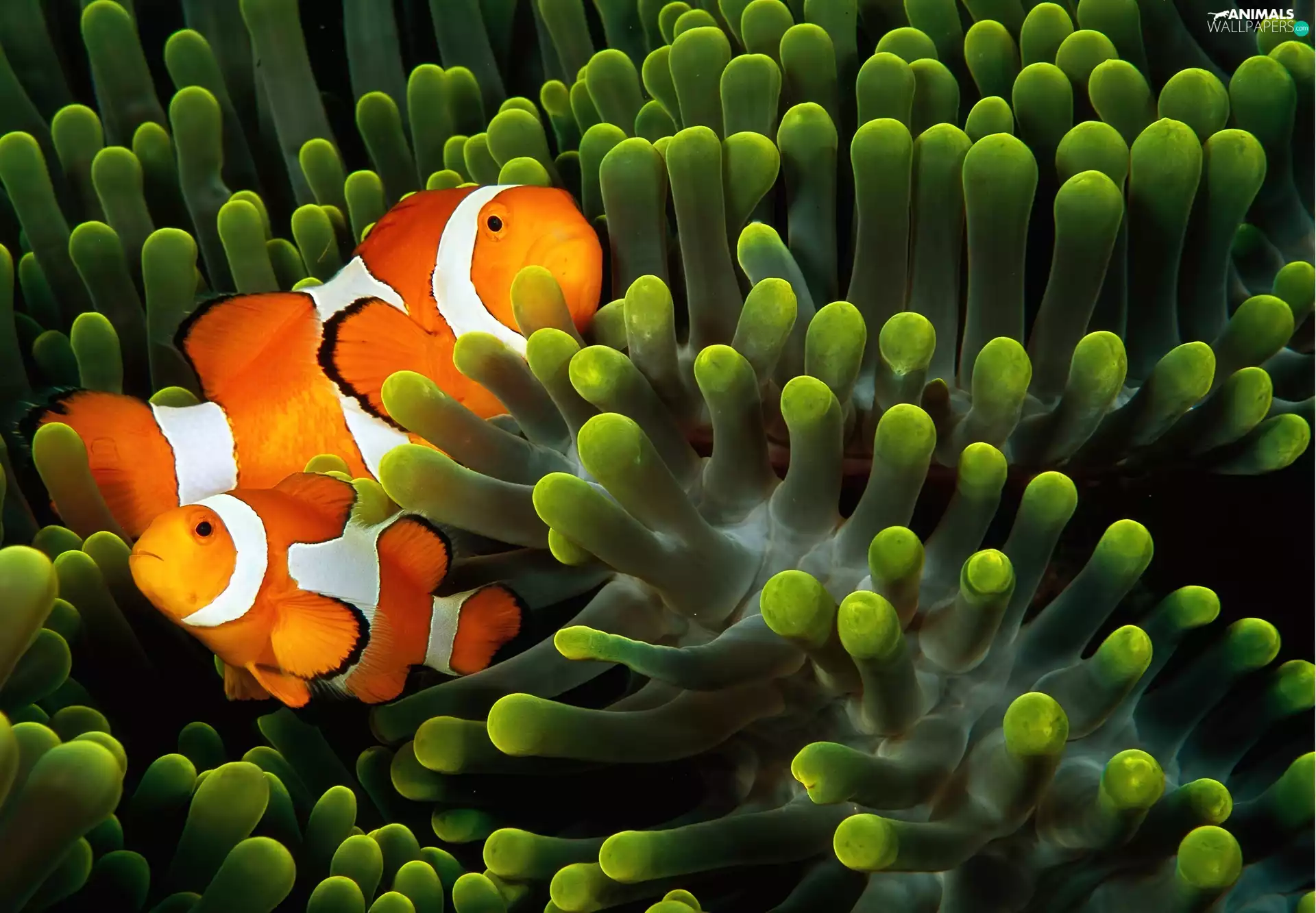 fish, water, clownfish, dearly