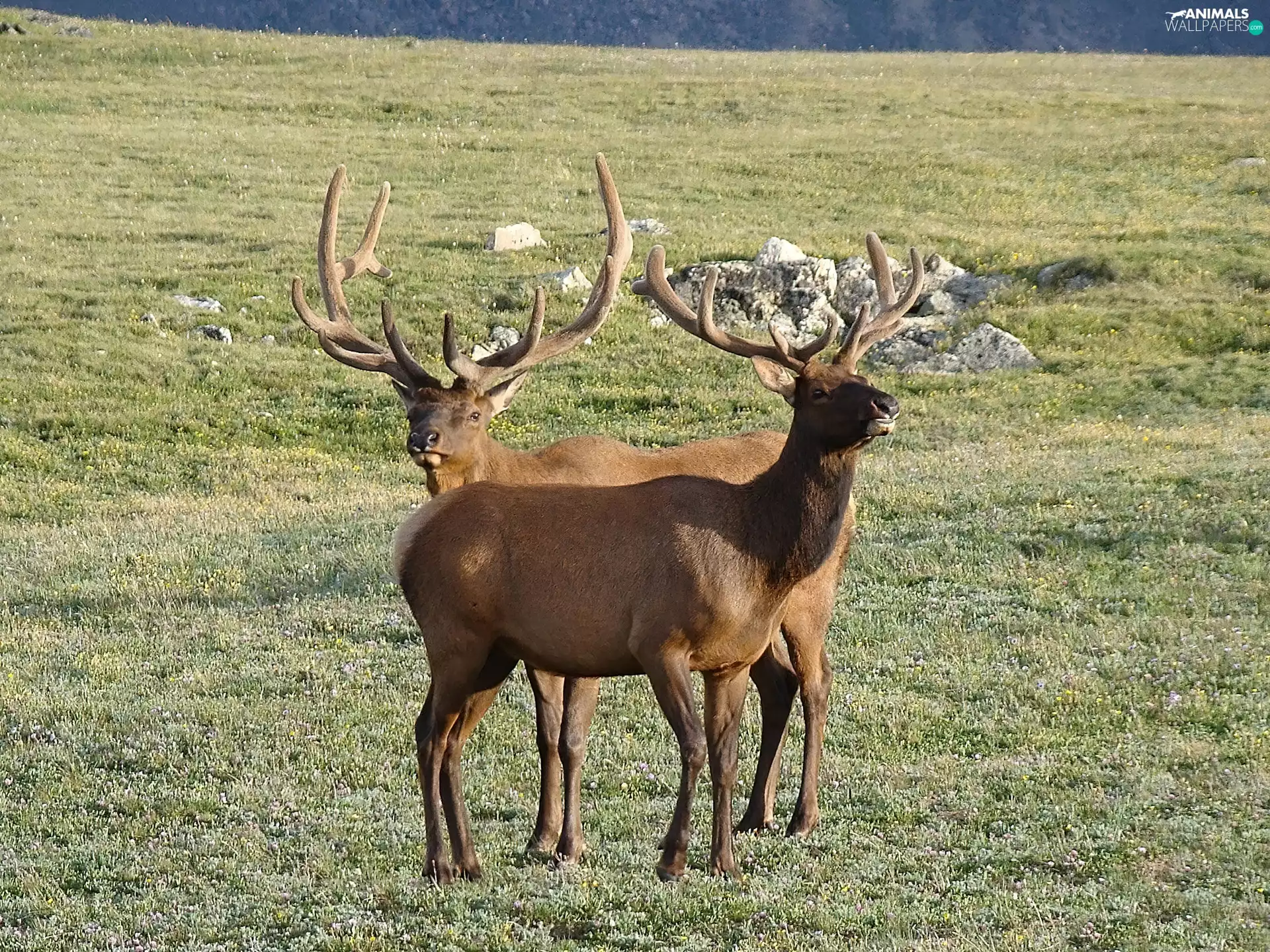 Antlers, Two cars, Deer