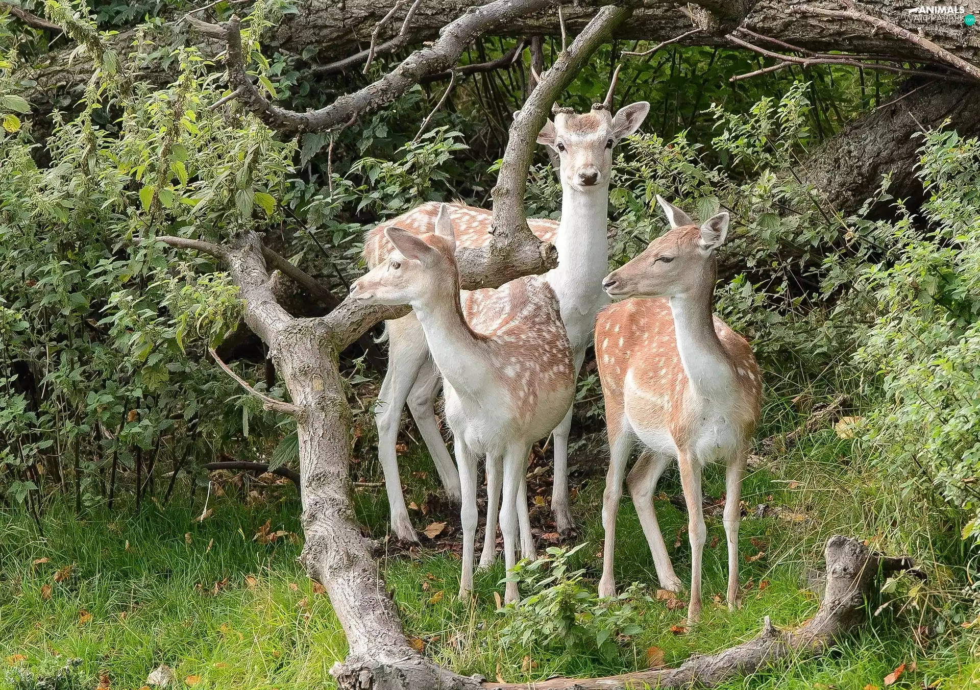 deer, forest, car in the meadow, Branches of Trees
