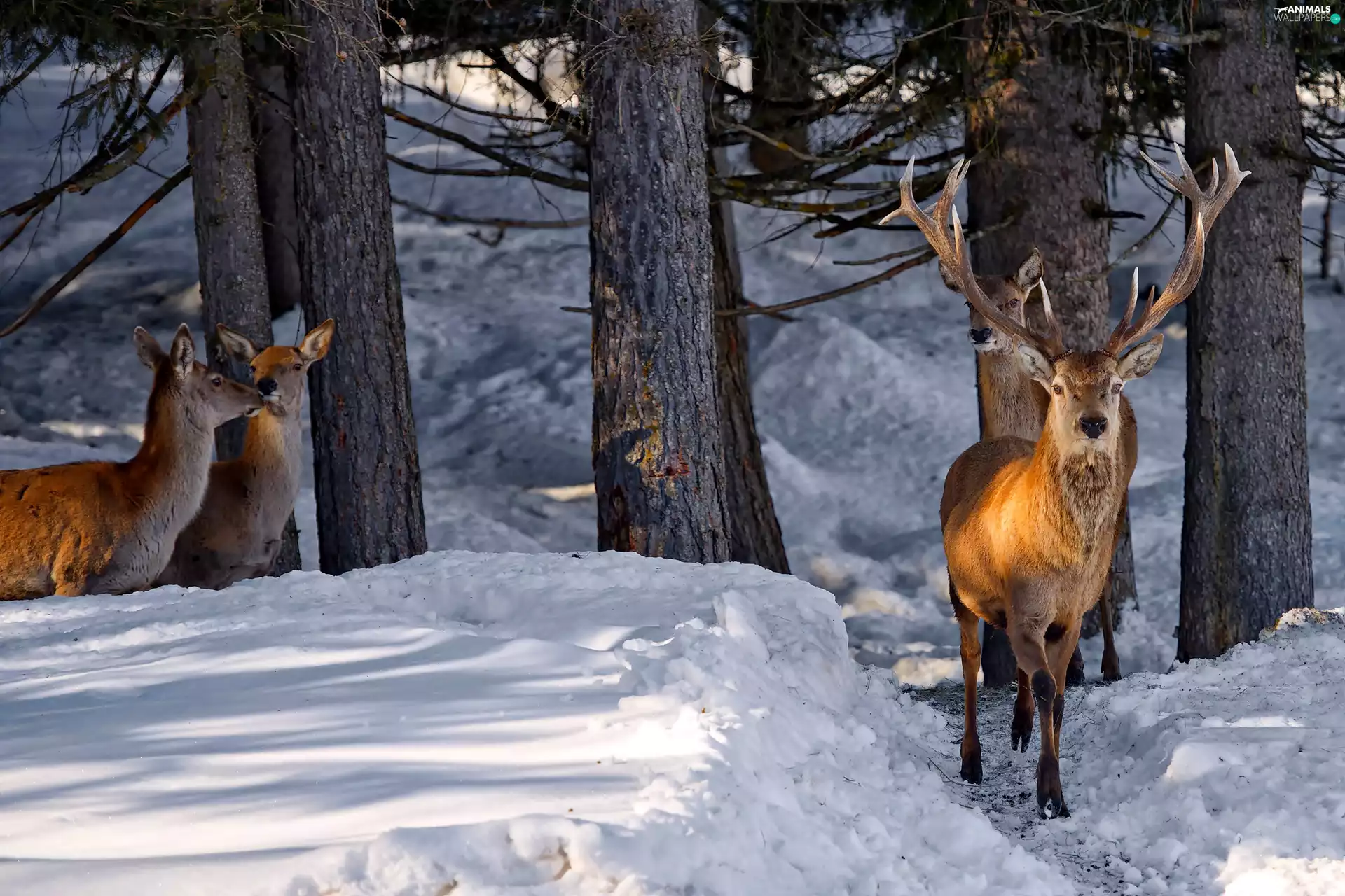 forest, light breaking through sky, deer, winter, deer