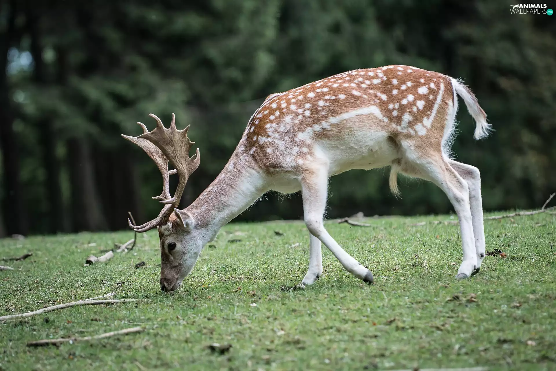 deer, grass, car in the meadow, Fallow Deer