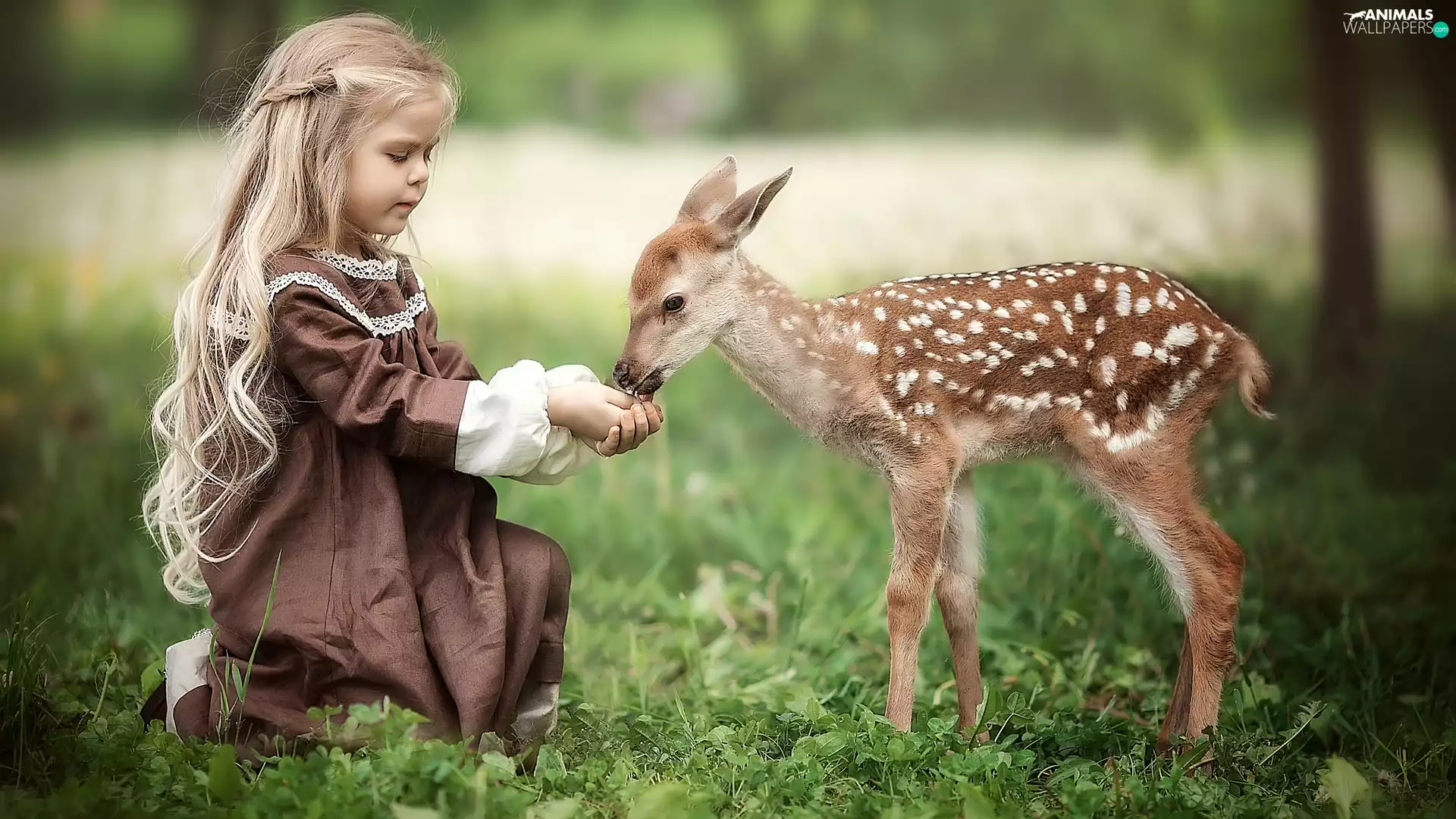 Fallow Deer, girl, deer