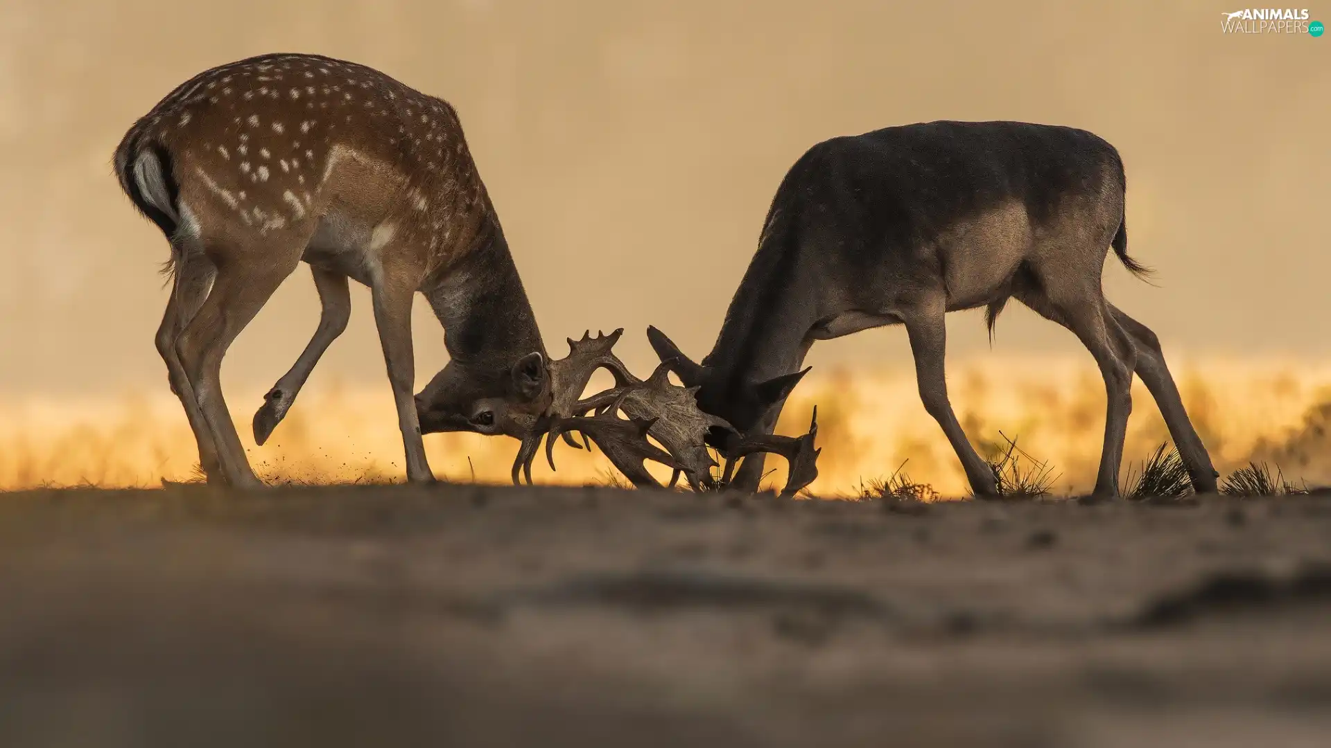 Fight, Two cars, Deer