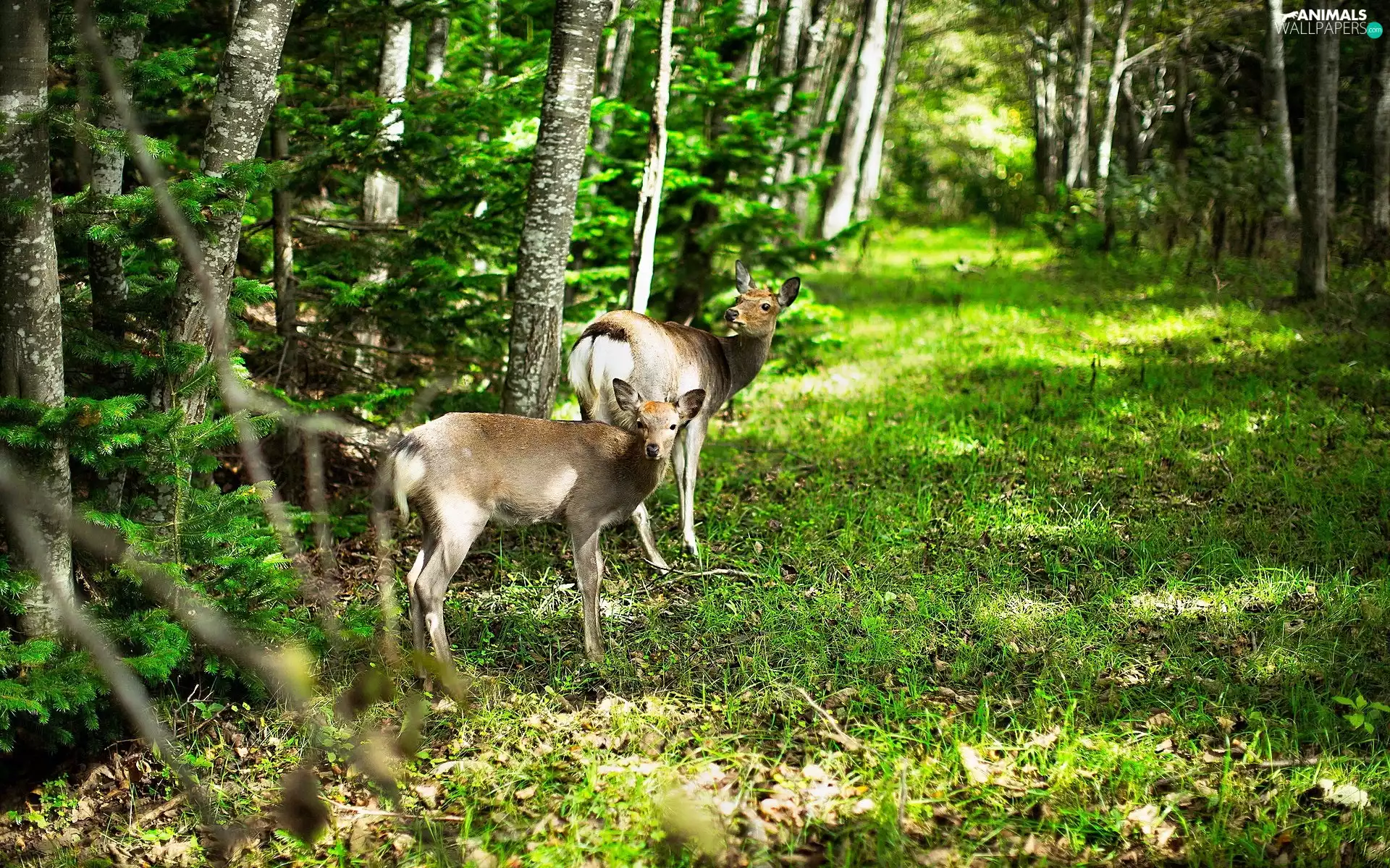 deer, forest