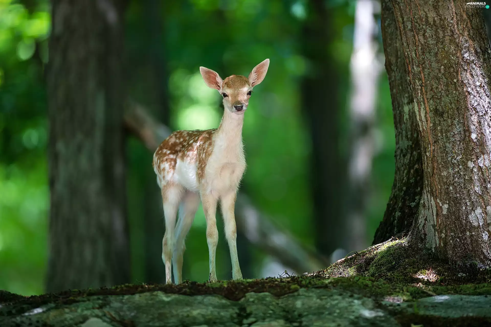 forest, The young, deer