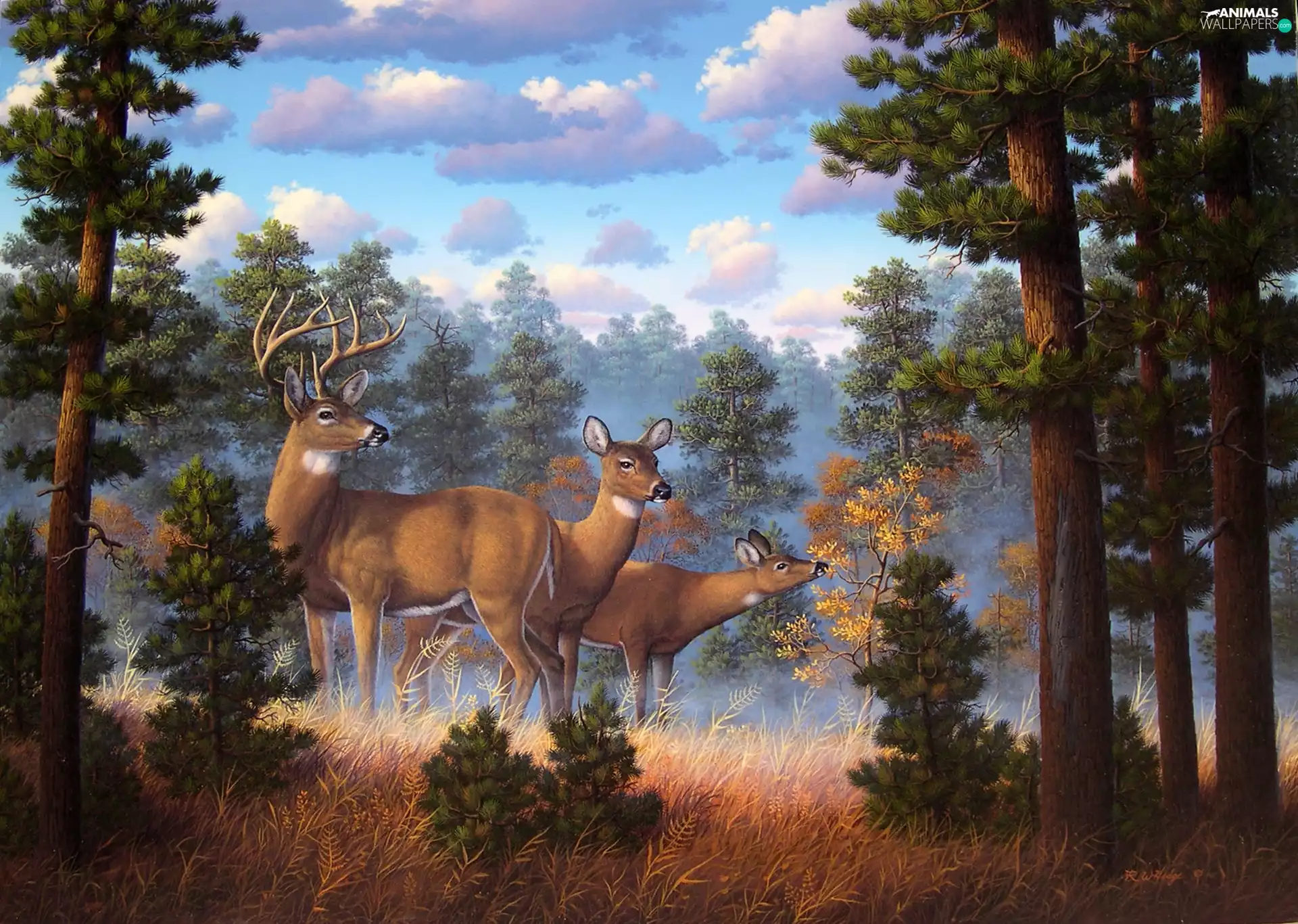 Deer, forest