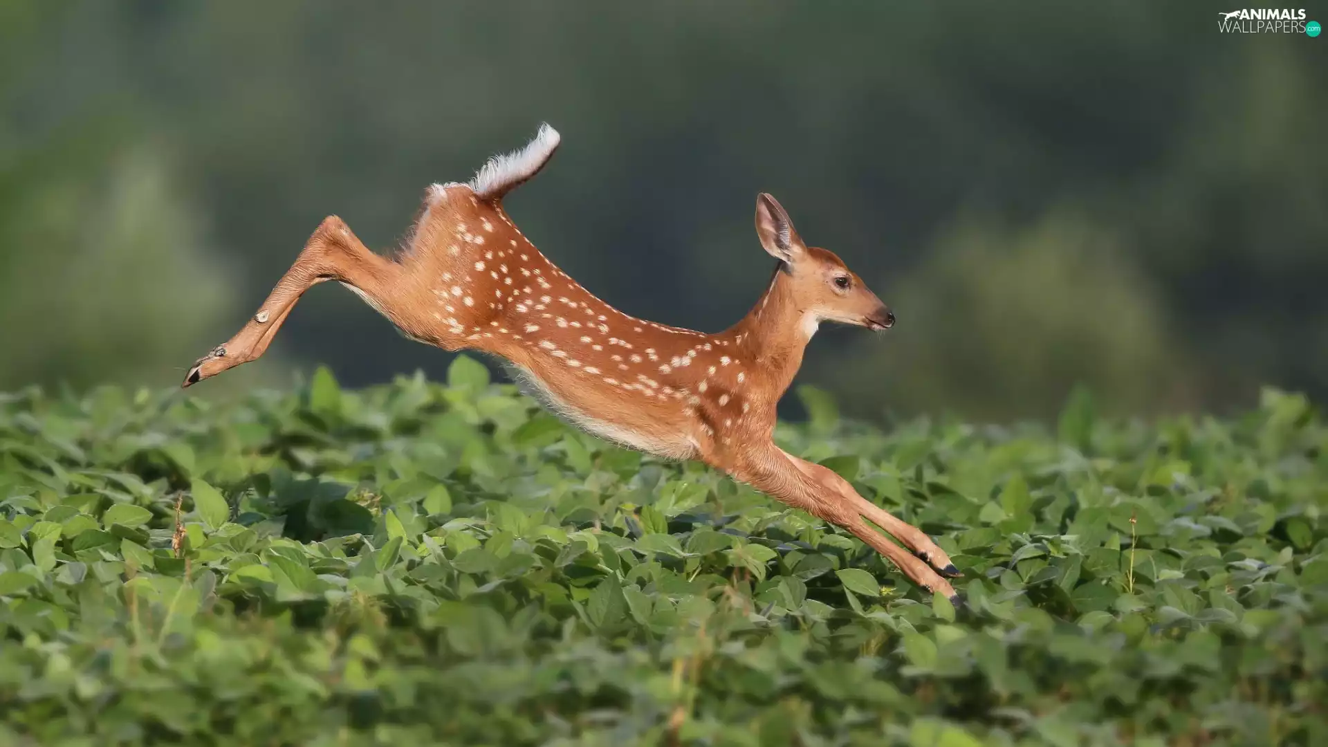 jump, deer, fuzzy, background, Field, White-tailed Deer