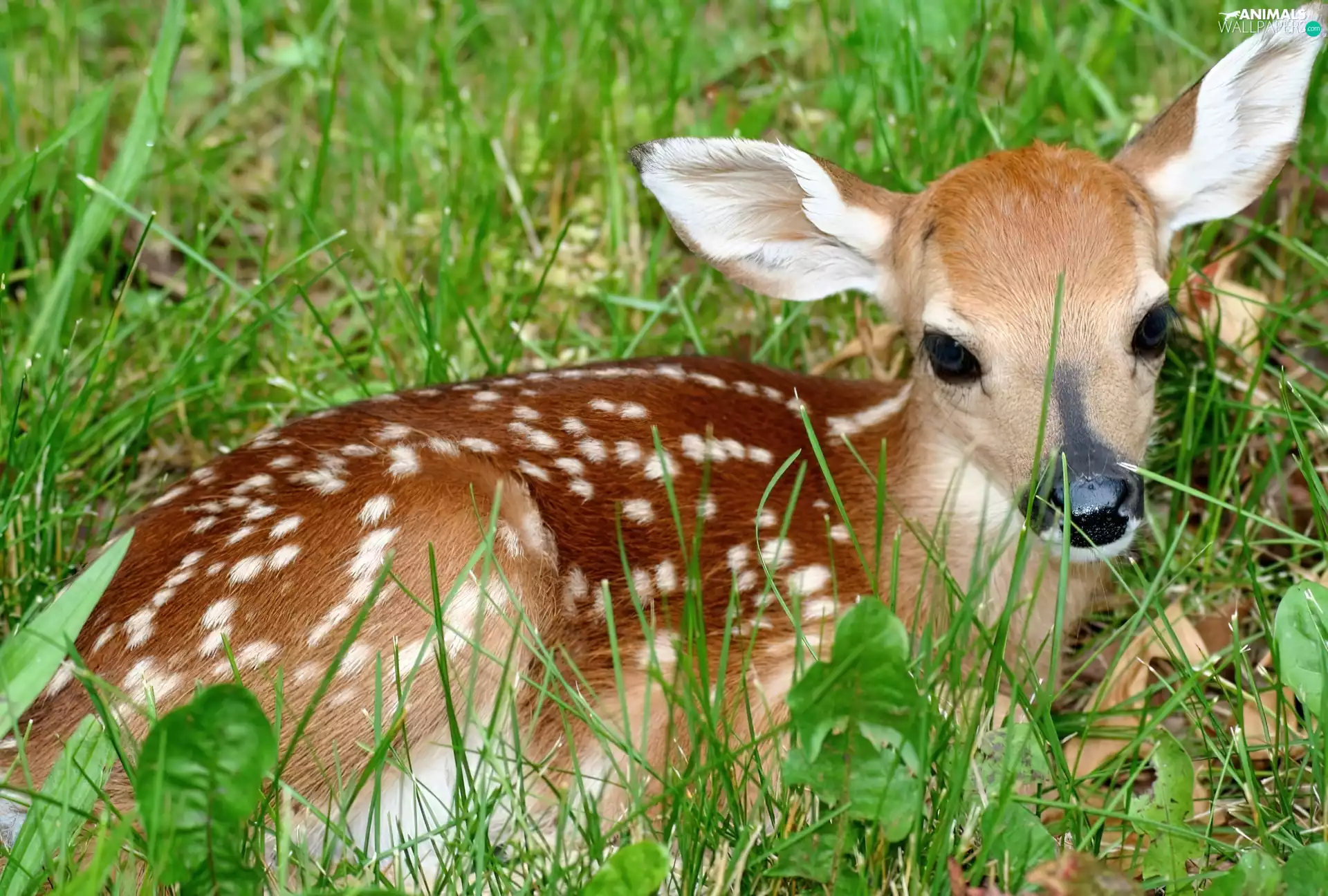 deer, grass