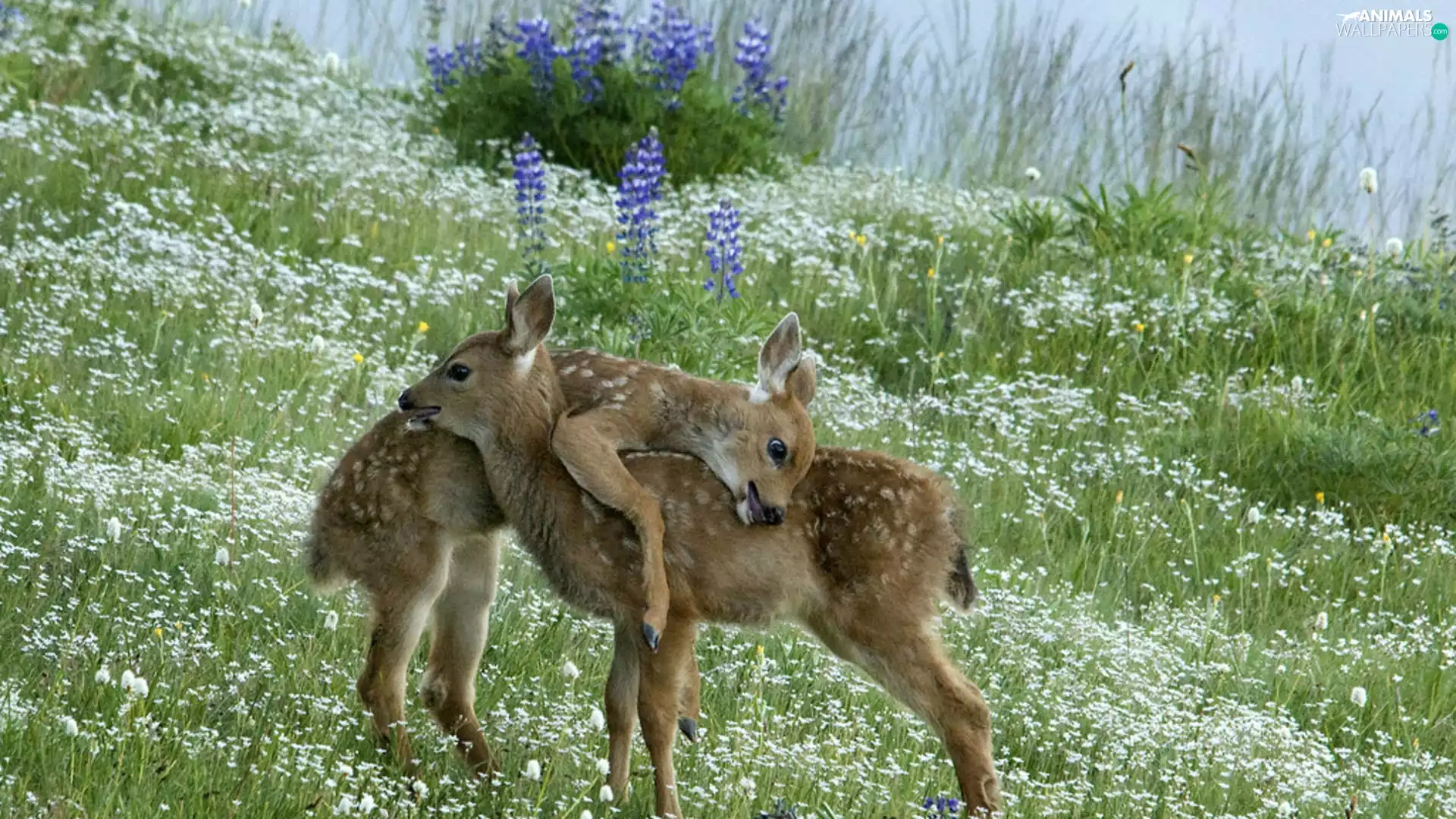 Two, deer, grass, little doggies