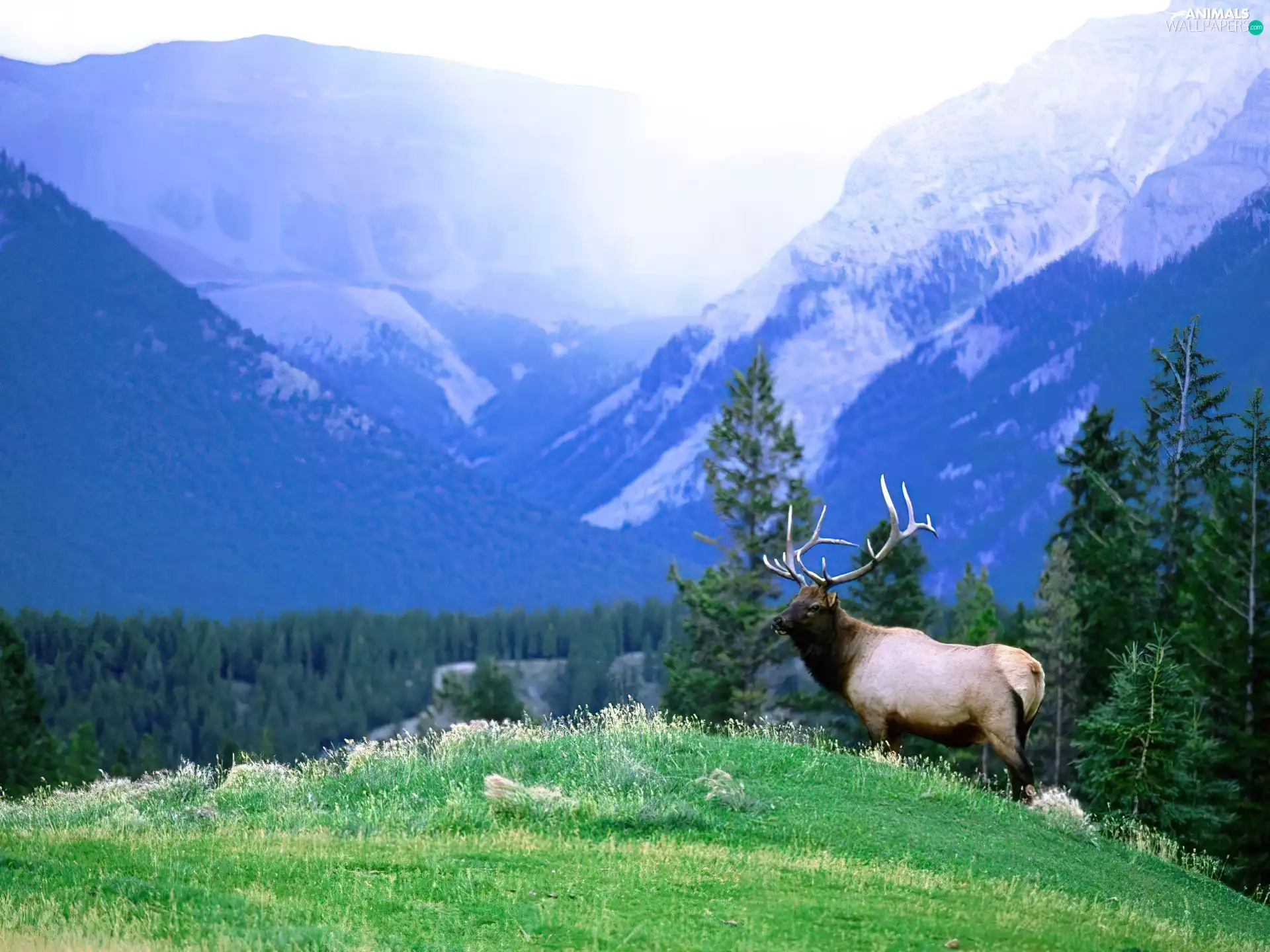 lonely, peaks, Mountains, deer