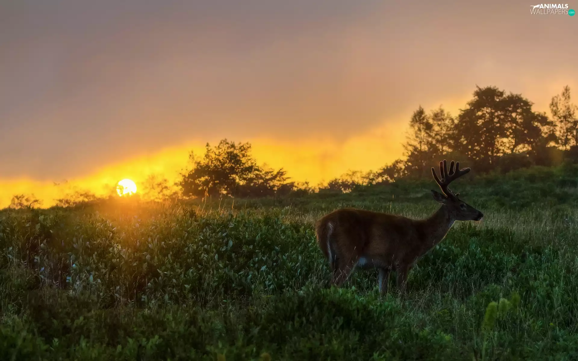 Meadow, west, sun, deer