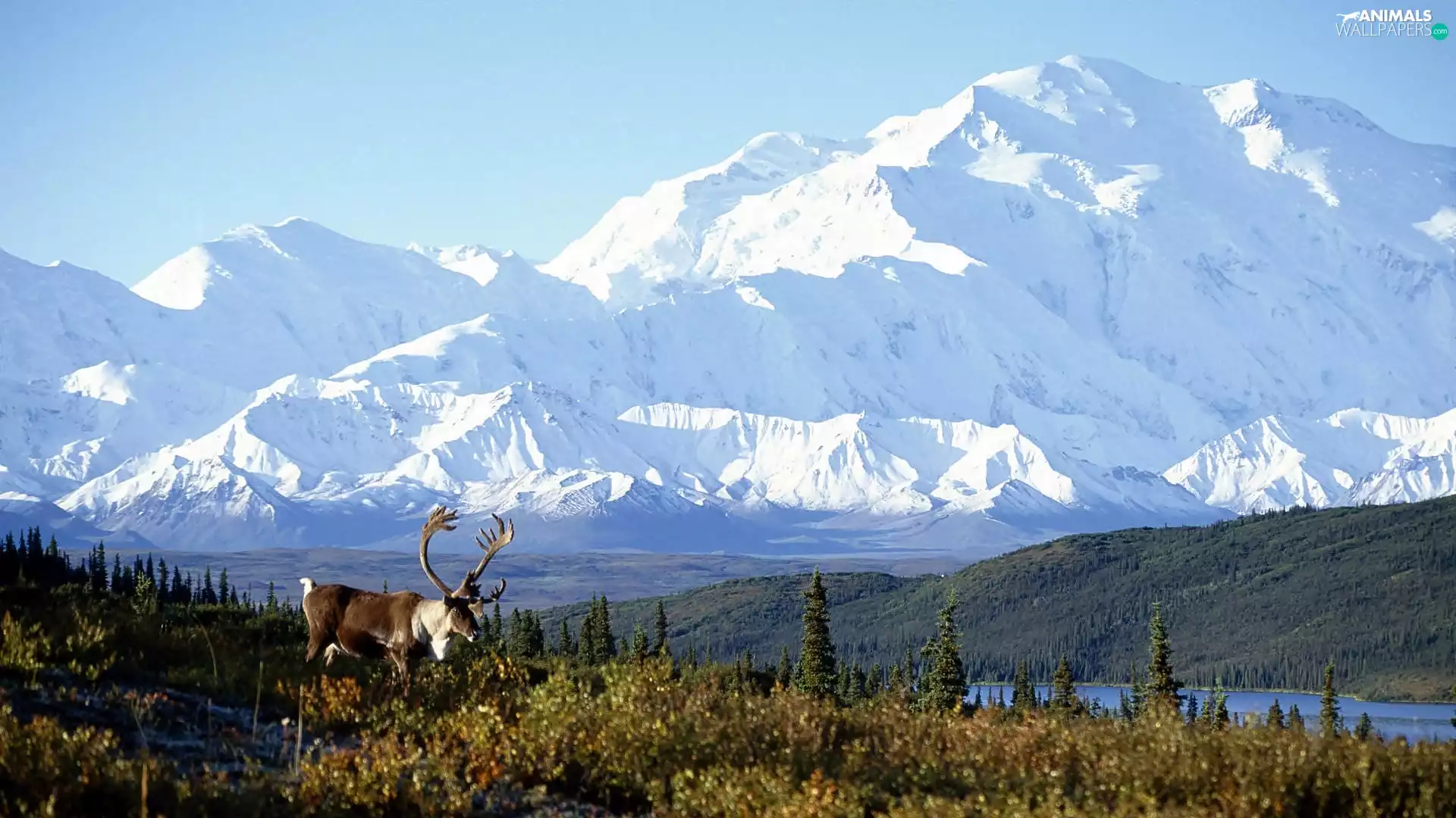 Meadow, Deer, Mountains, lake, Alaska