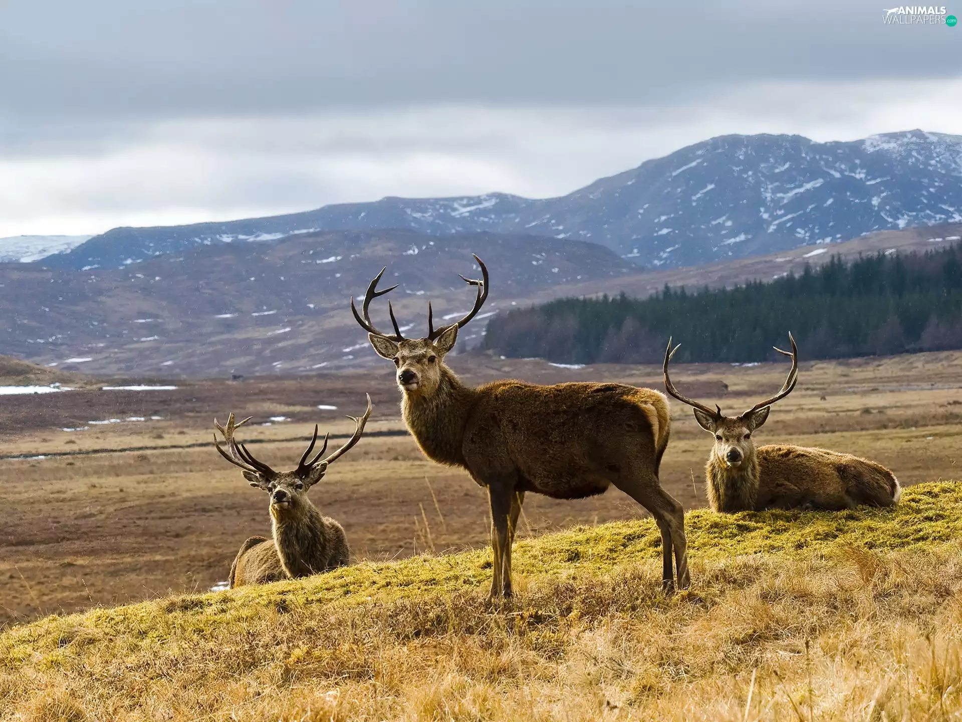Deer, Mountains