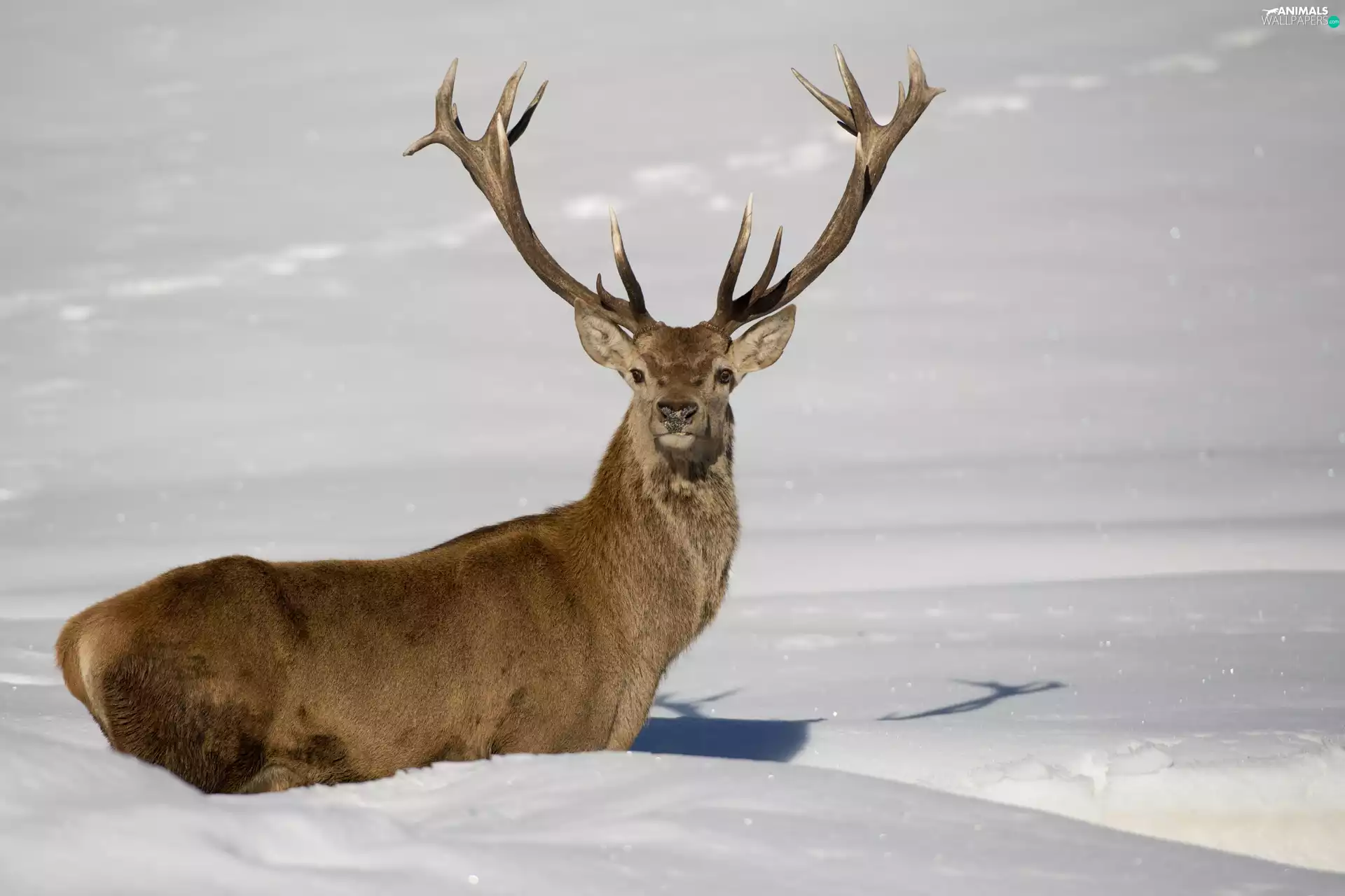 deer, snow