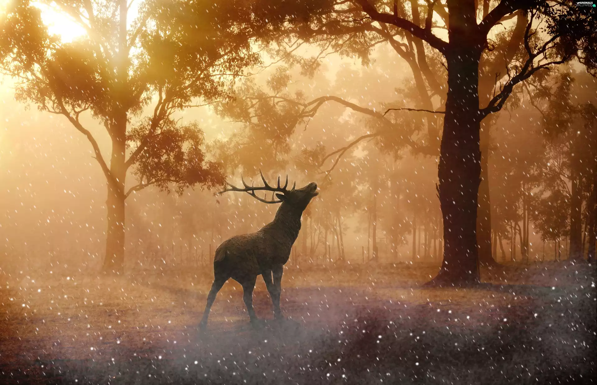 rays of the Sun, graphics, Fog, forest, deer