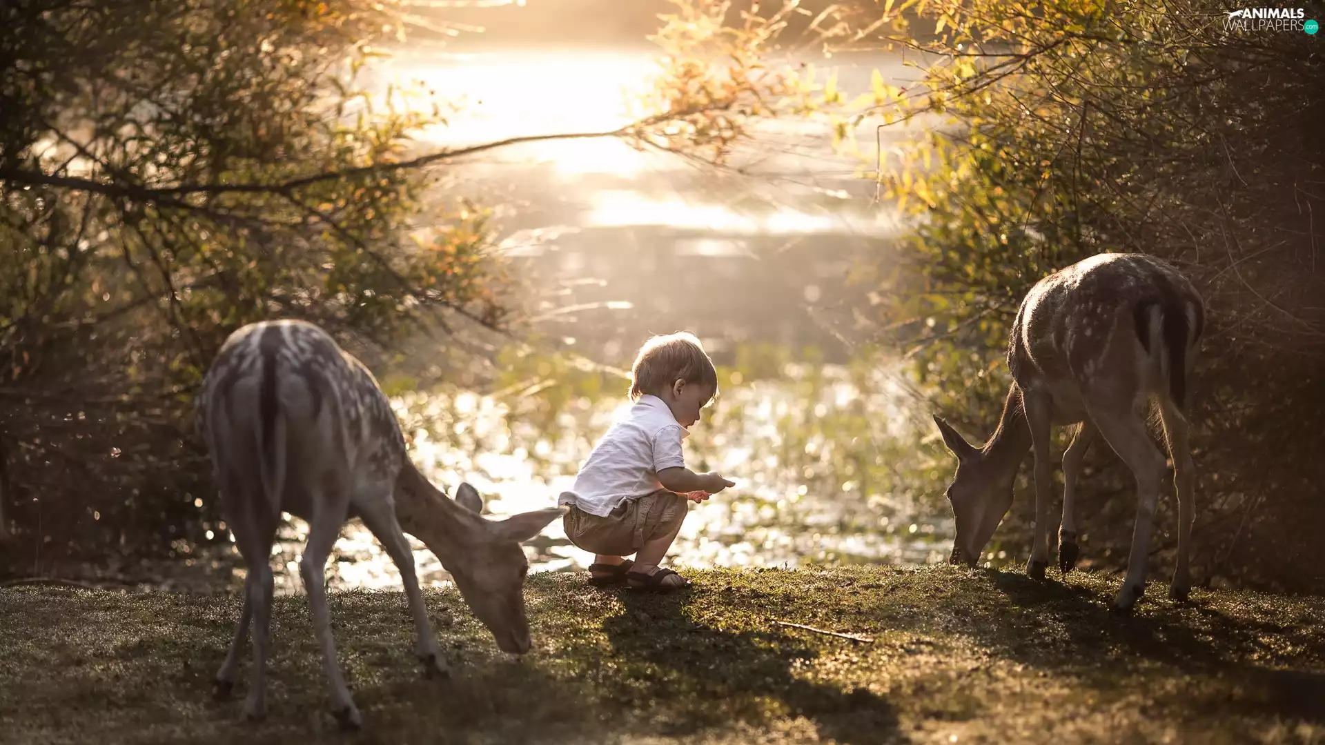 deer, Kid, Two