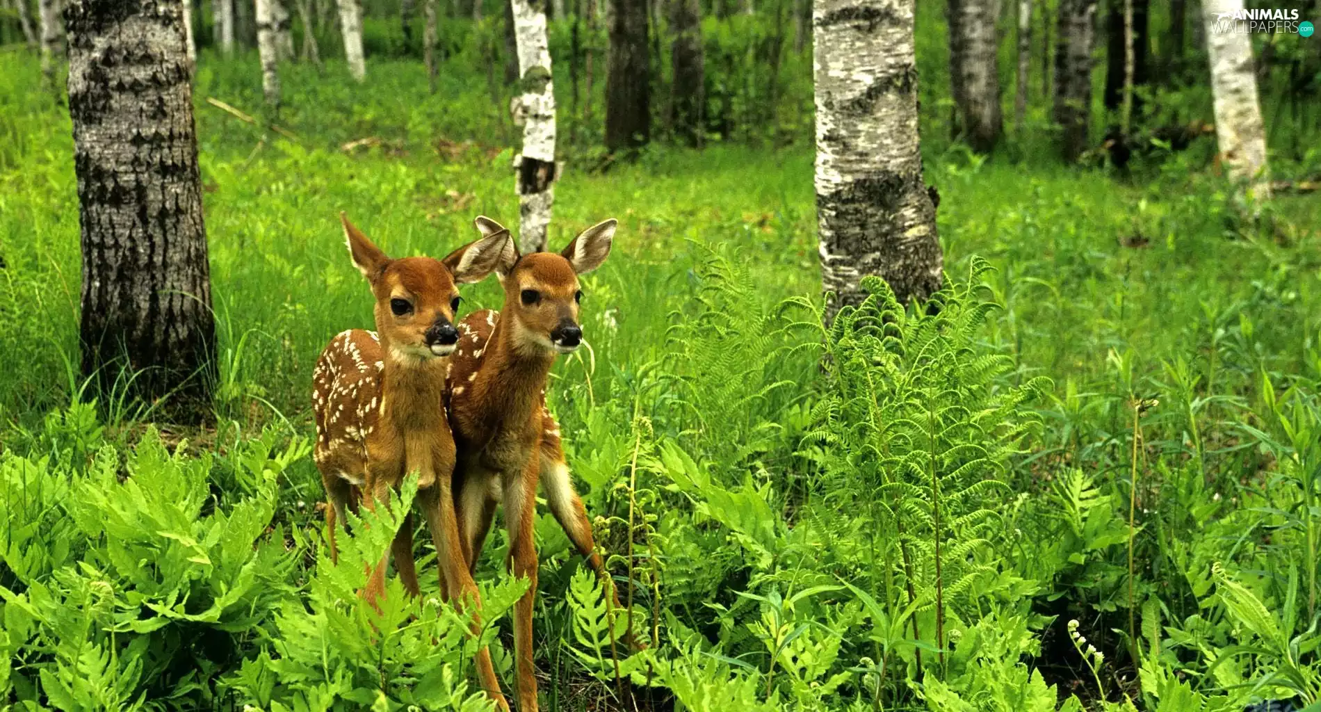 Two, forest, VEGETATION, deer