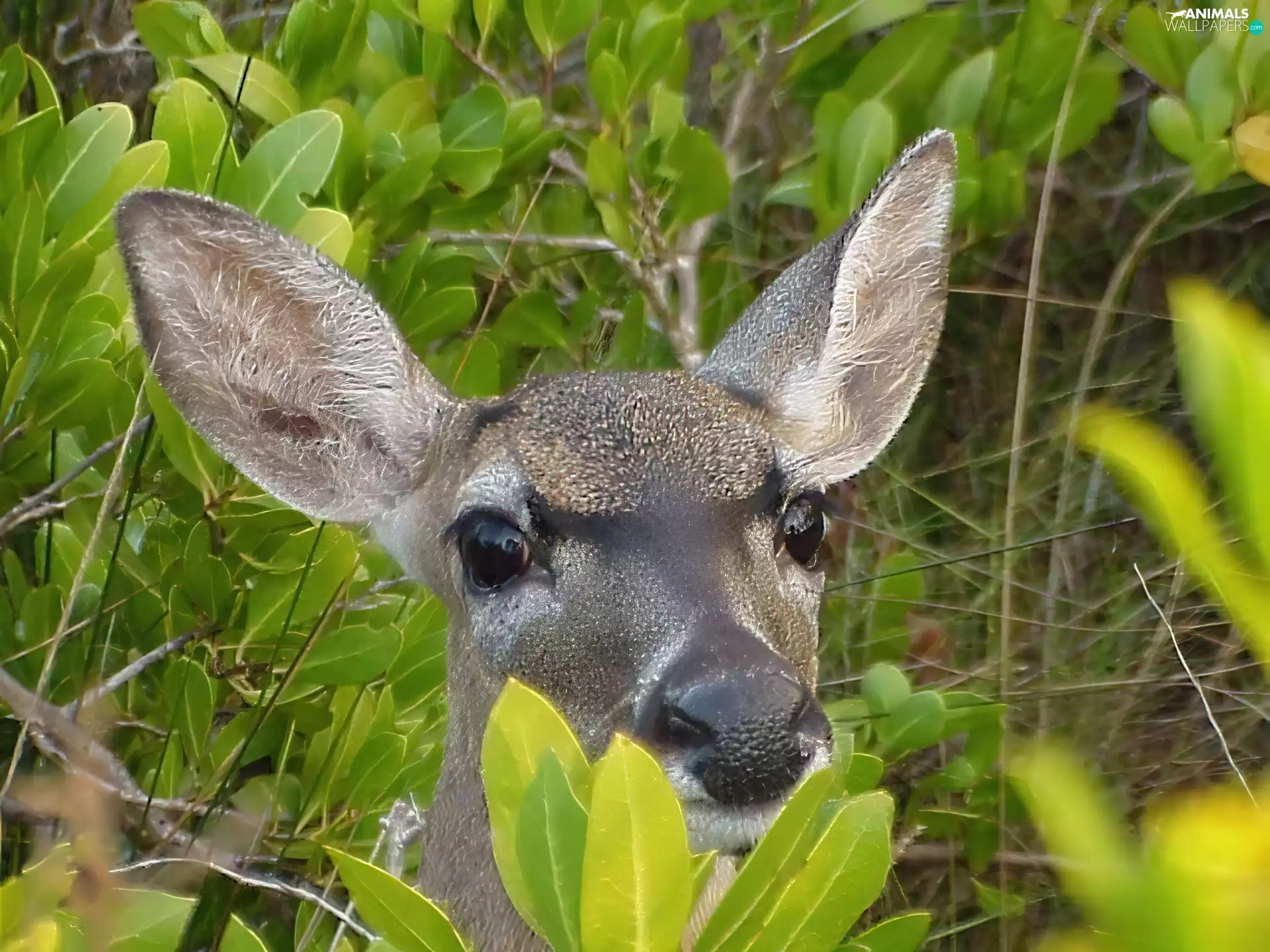 deer, VEGETATION