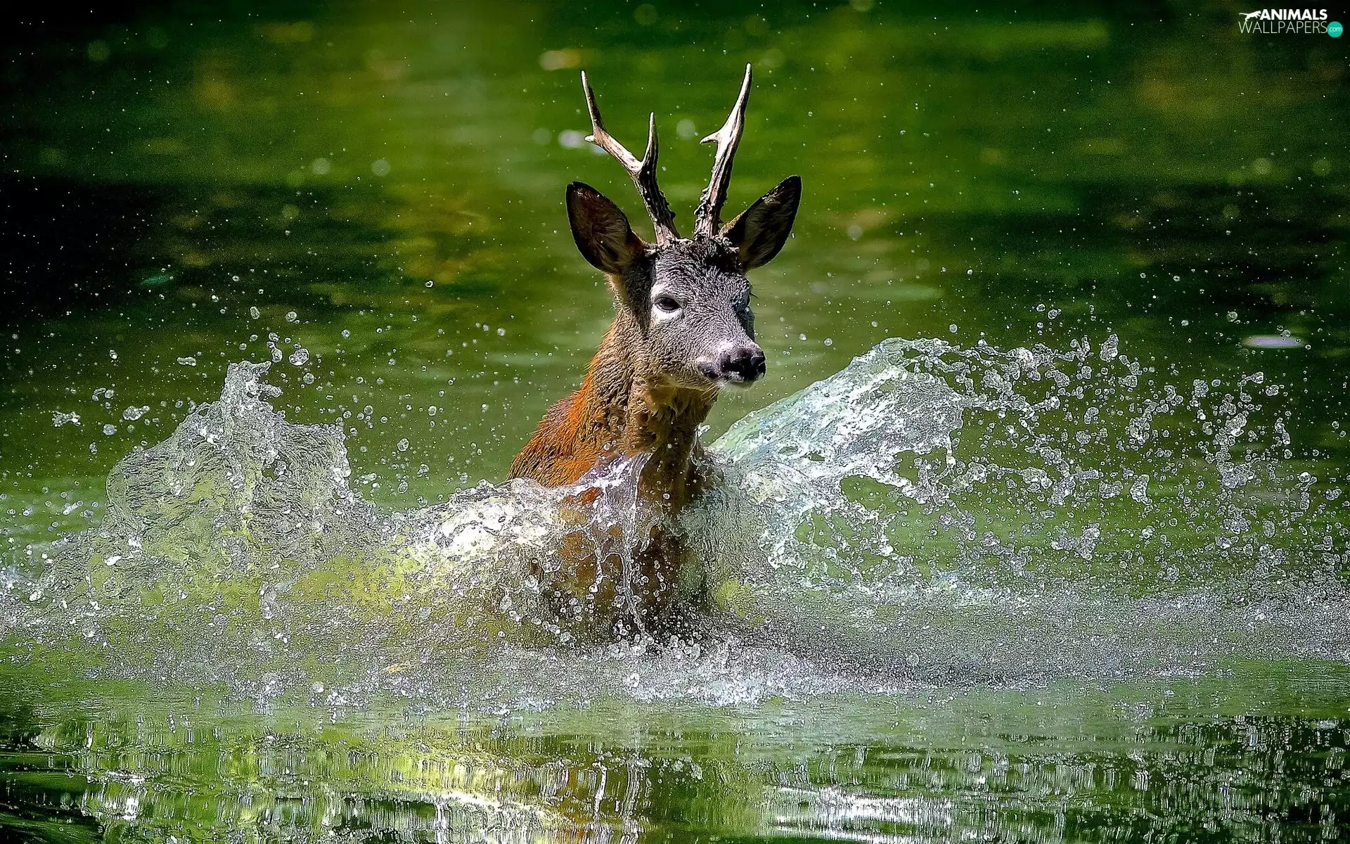 deer, water