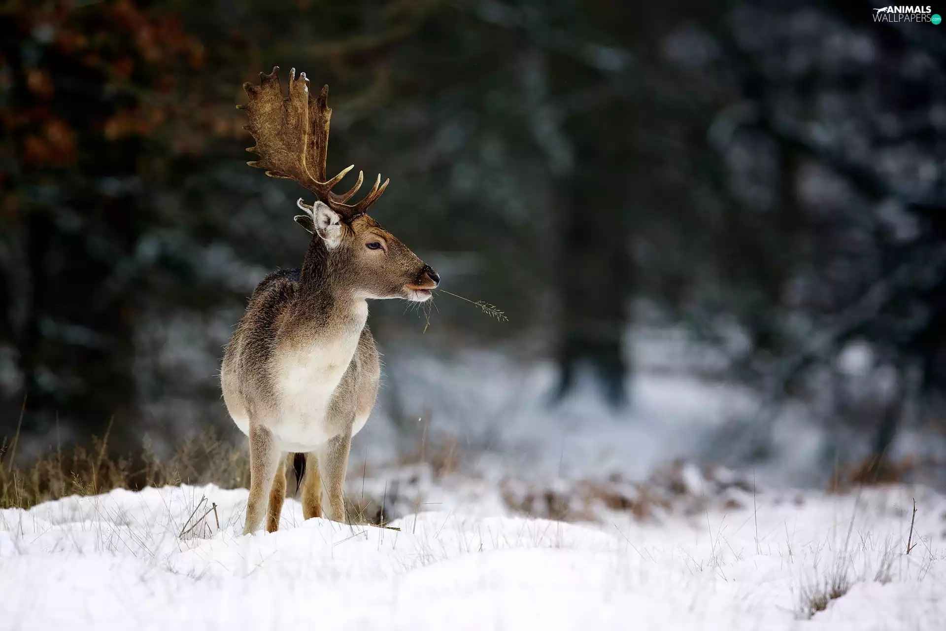 deer, winter