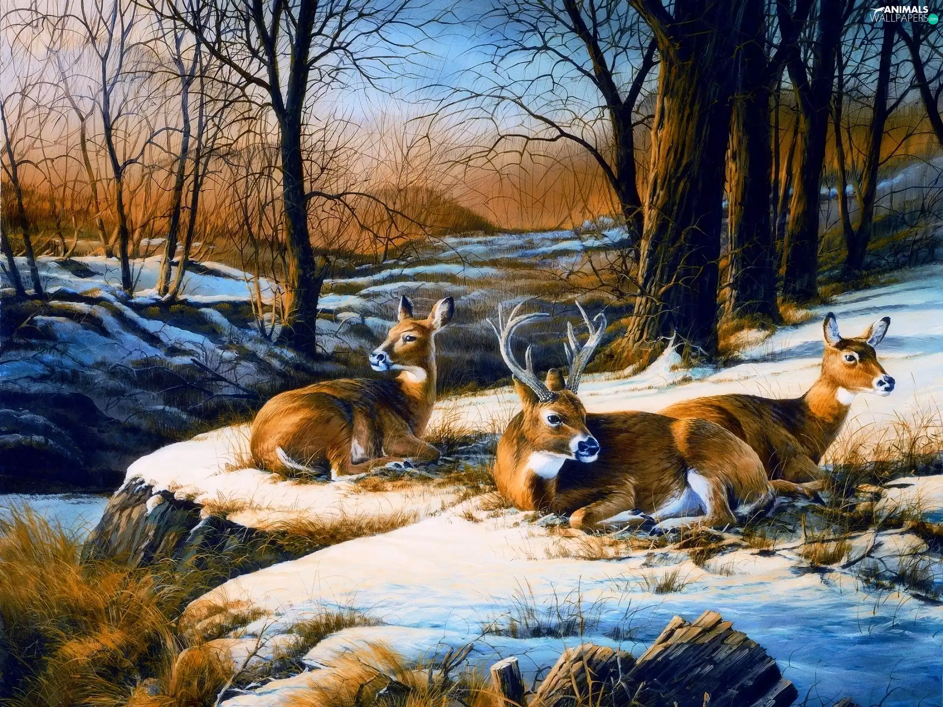 winter, deer, forest, deer