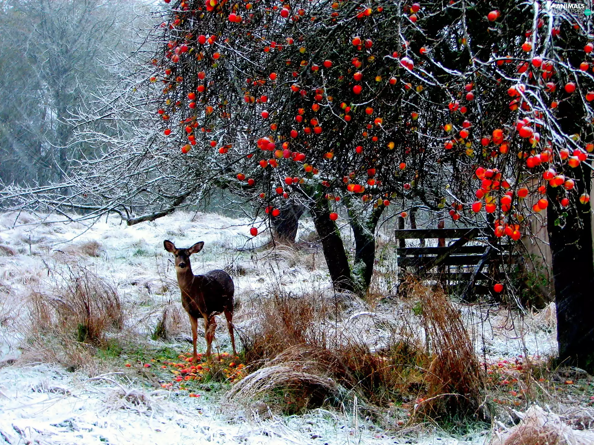 deer, winter