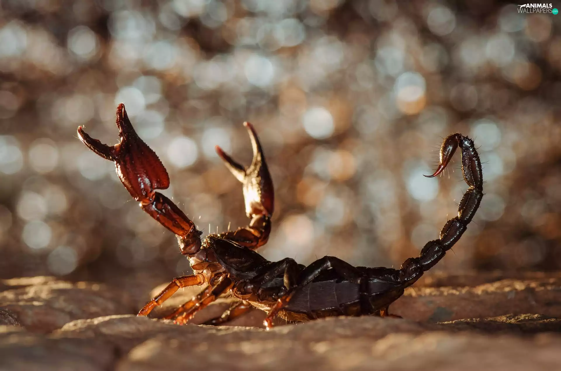 Defence, Scorpion, position