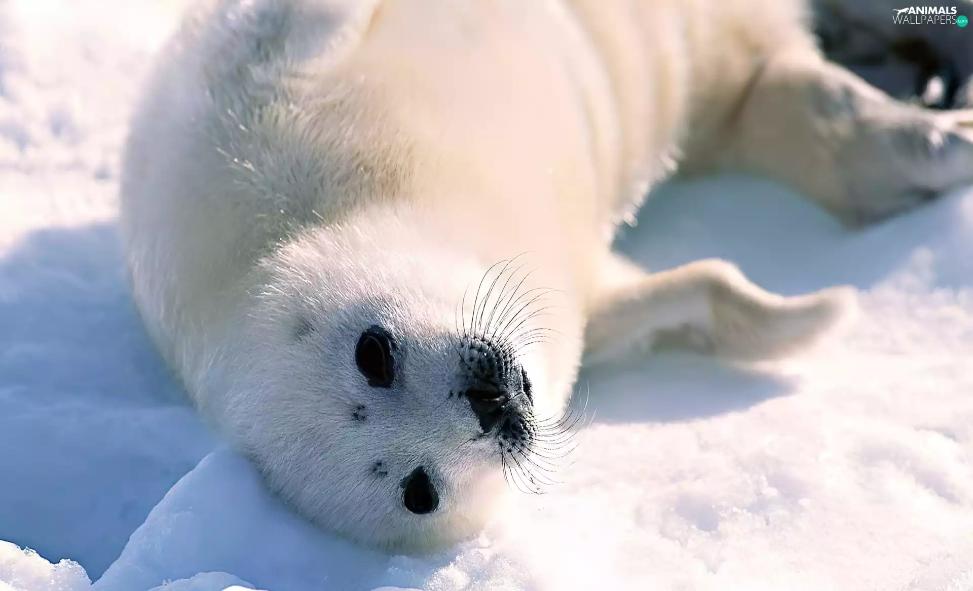 snow, White, smoll degree