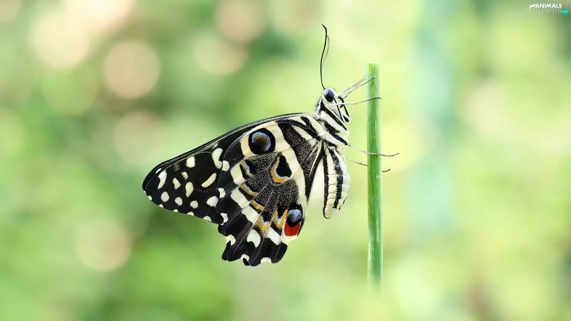 Black, butterfly, Papilio demodocus