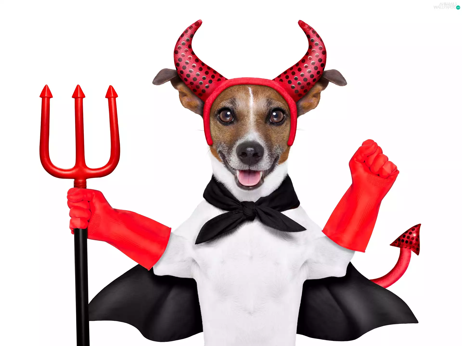 Jack Russell Terrier, demon, Funny, disguise