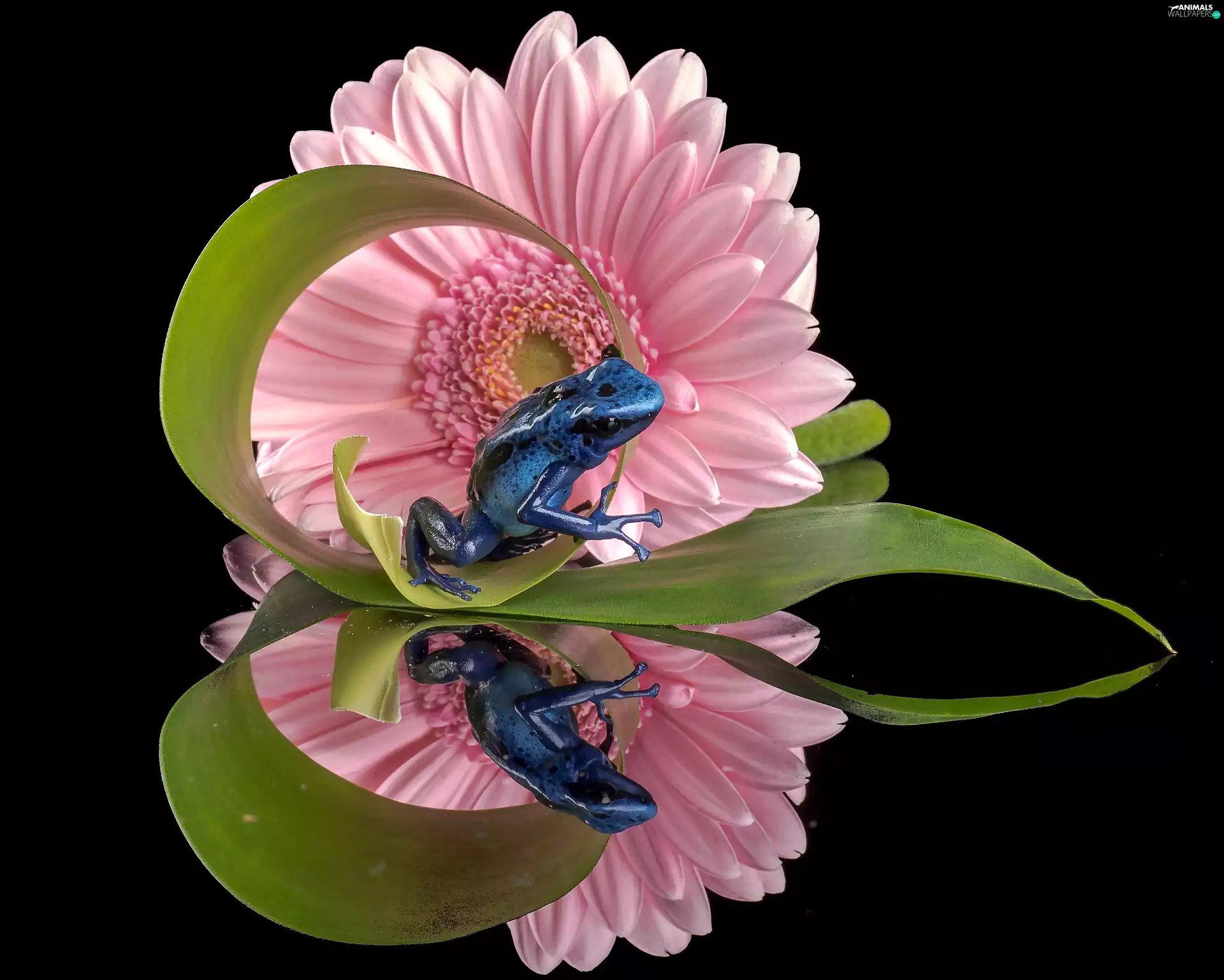 frog, Gerbera, reflection, Dendrobates