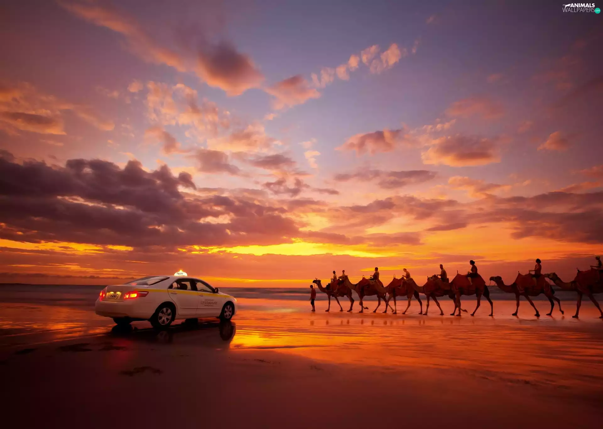 Desert, caravan, Automobile