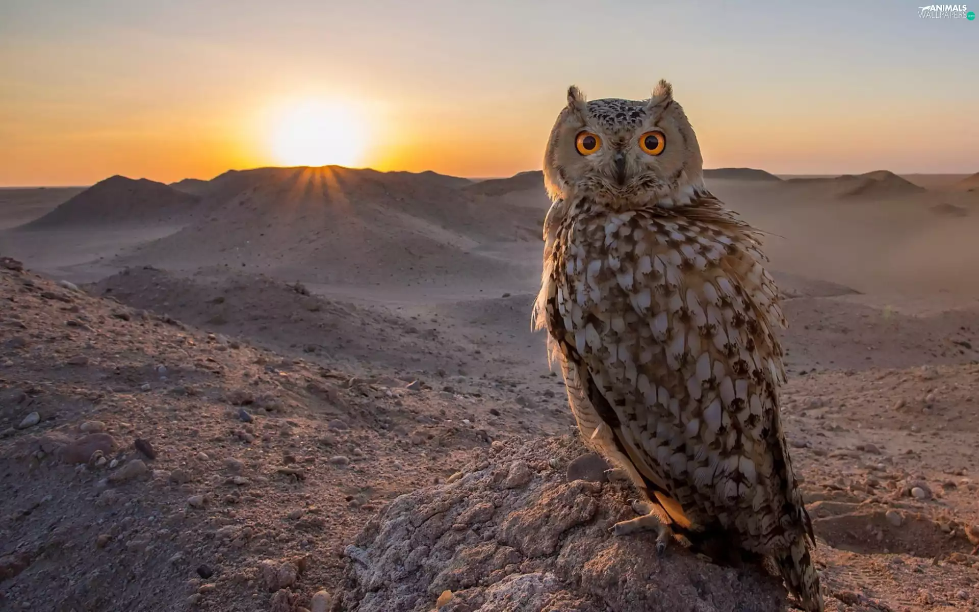 owl, Desert, Great Sunsets, Bird