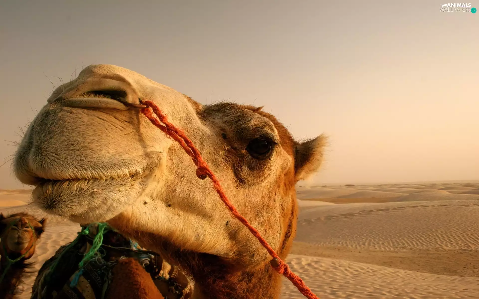 Desert, Camel, head