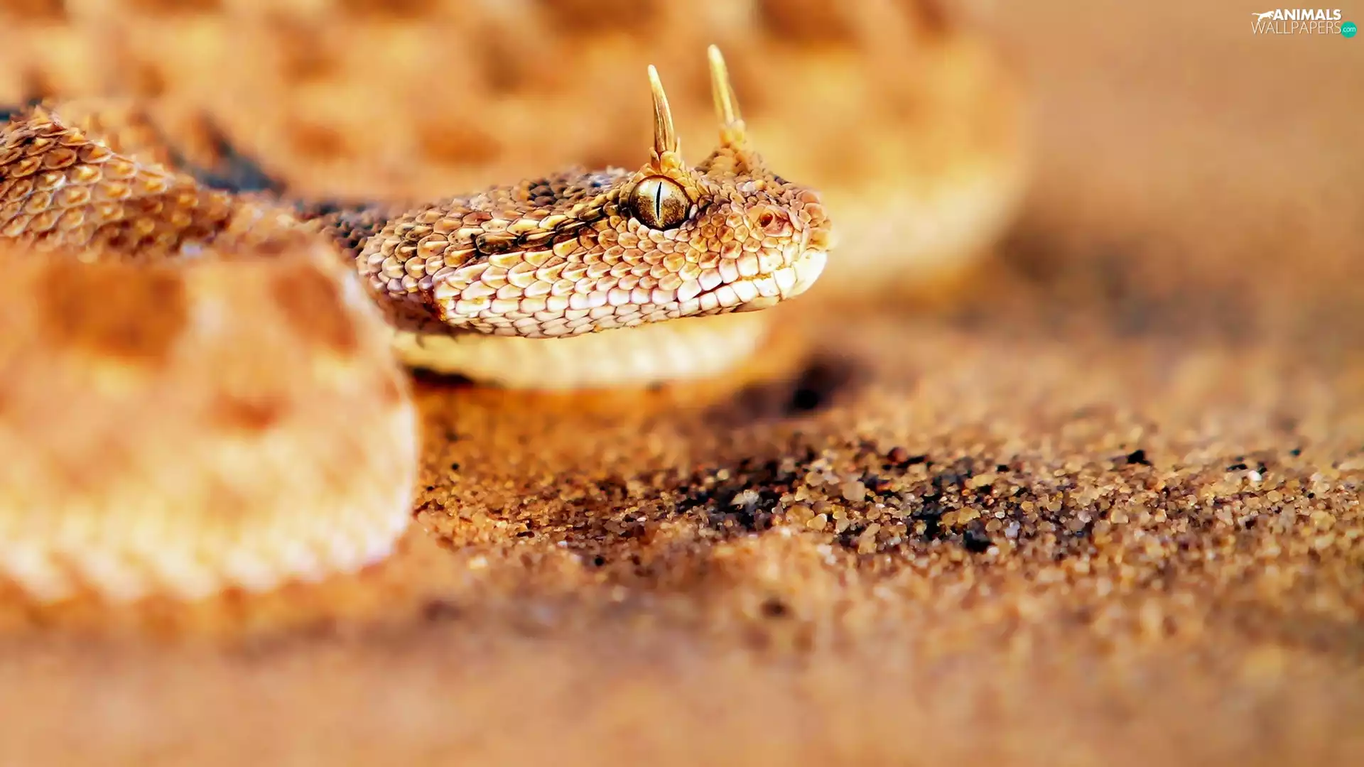 Desert, viper, horned