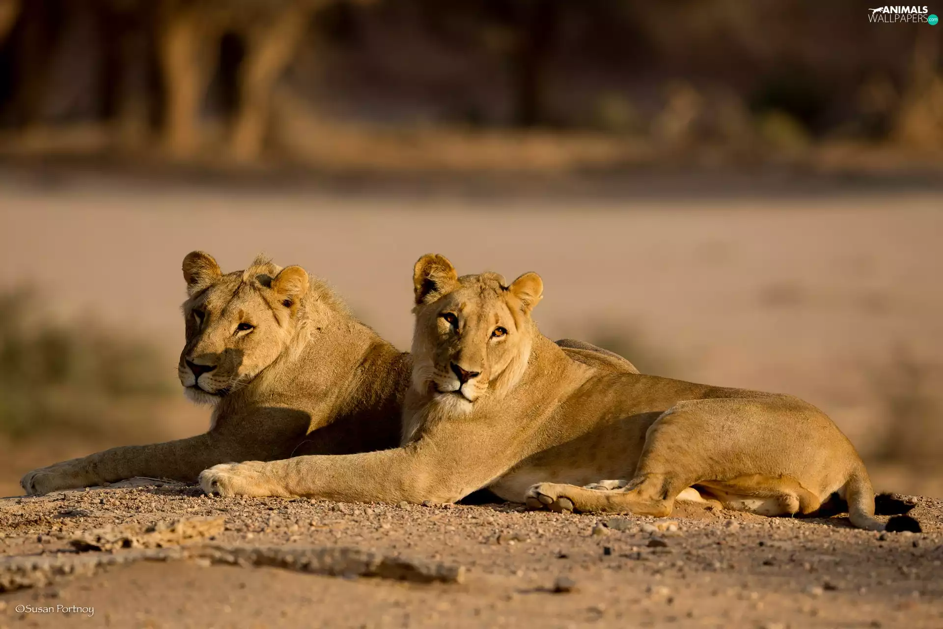 lions, Two cars, Desert