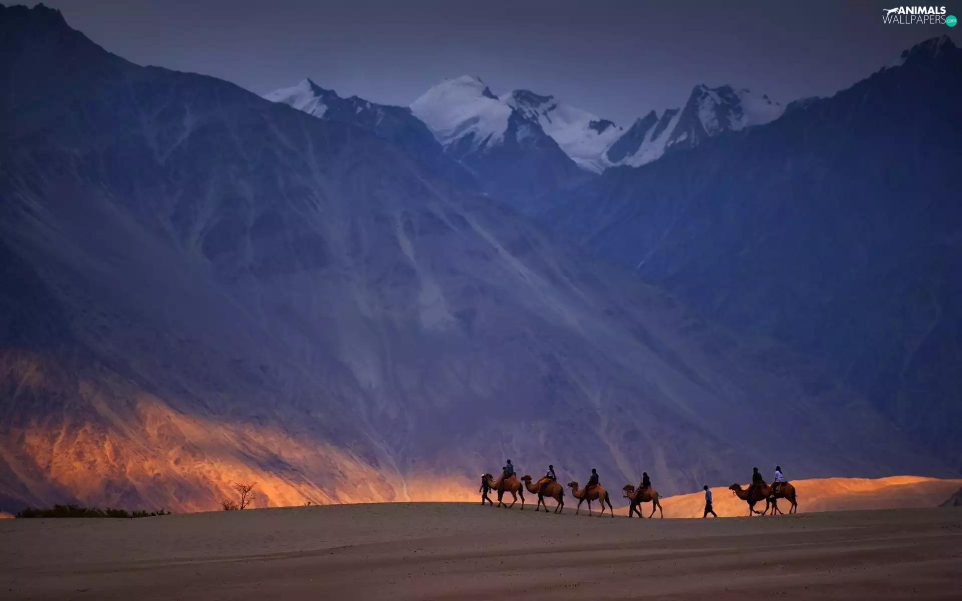 Mountains, Camels, caravan, Desert