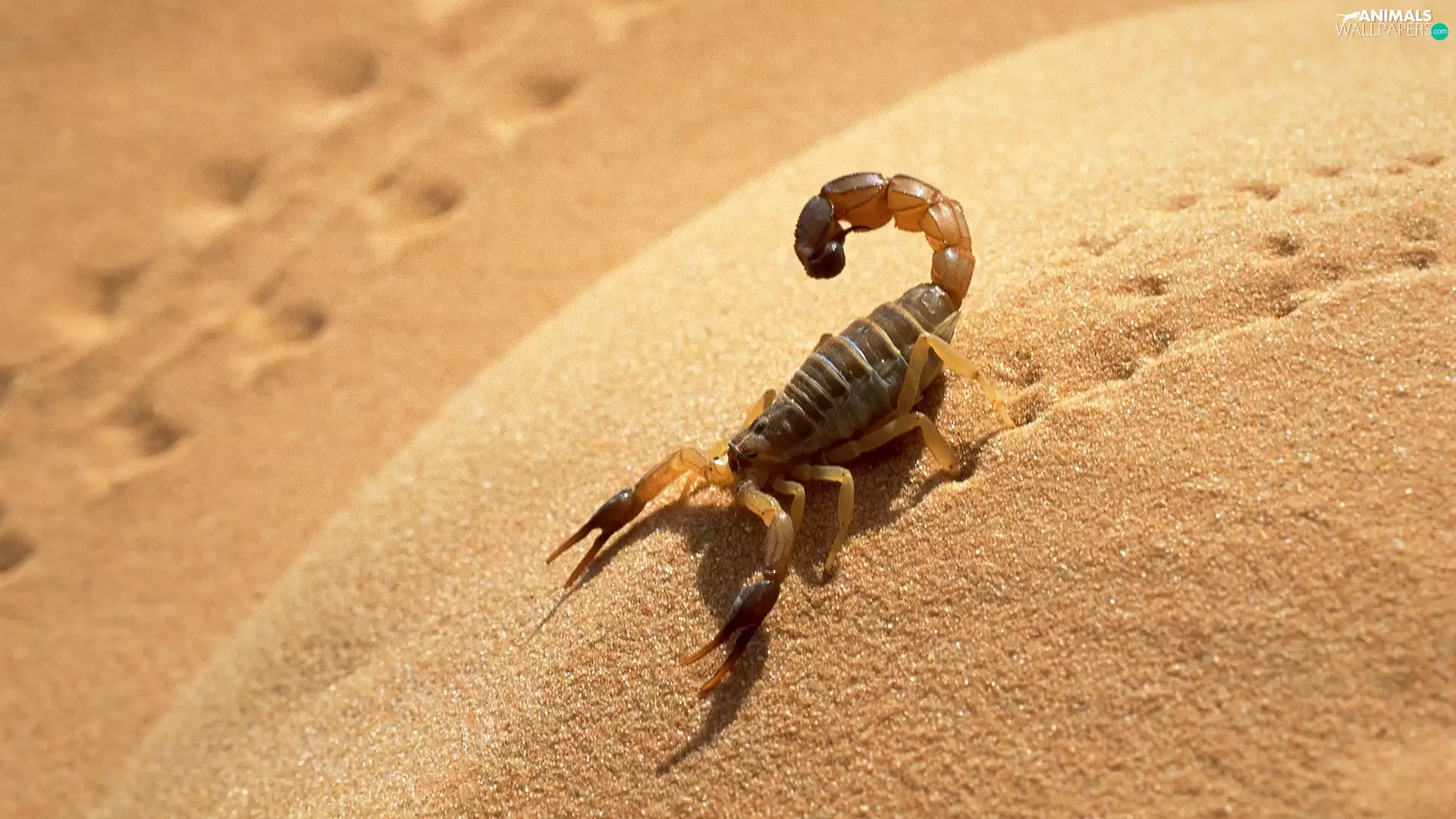 desert, Scorpion, Sand