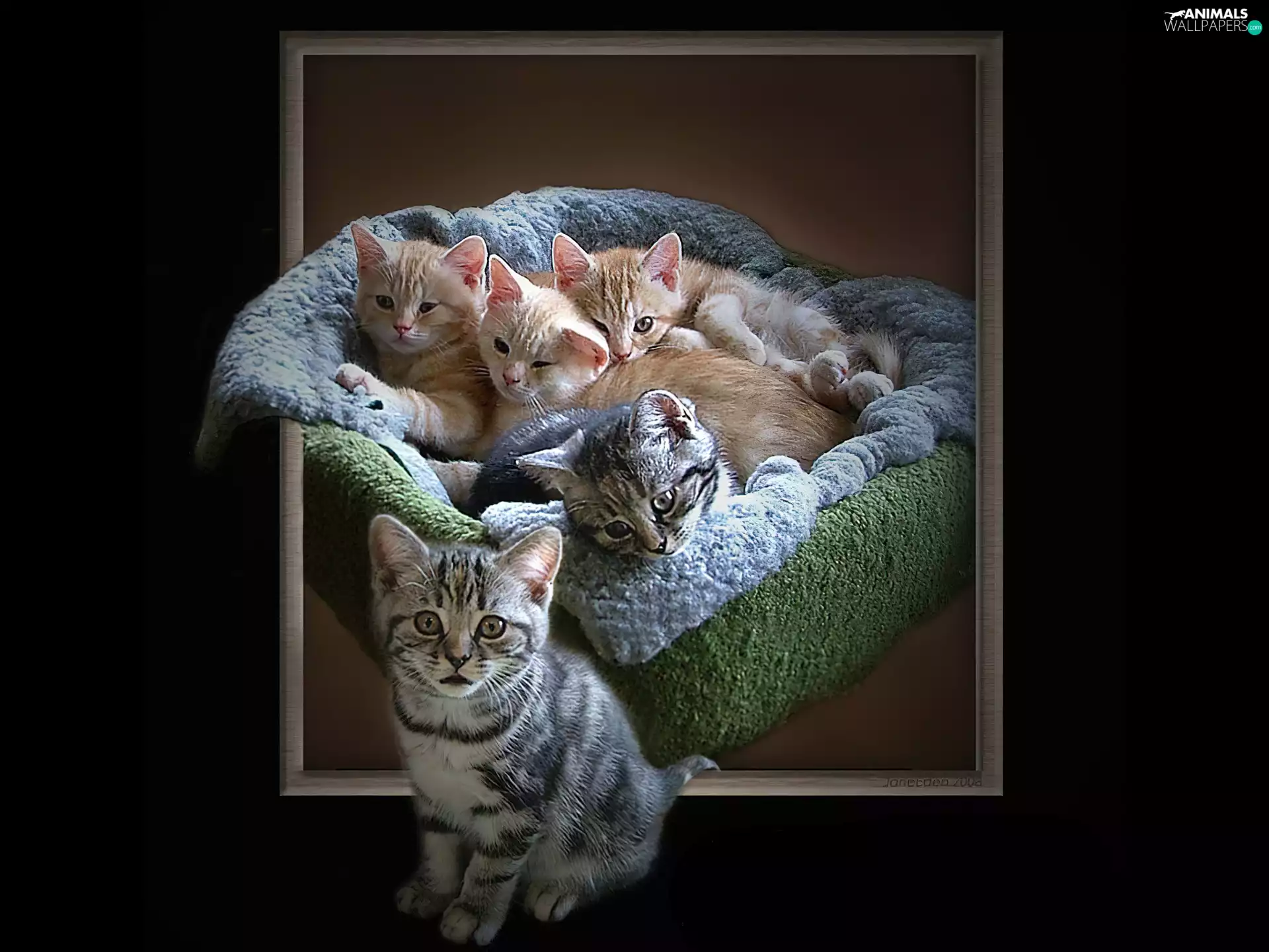 despatch, puss, picture