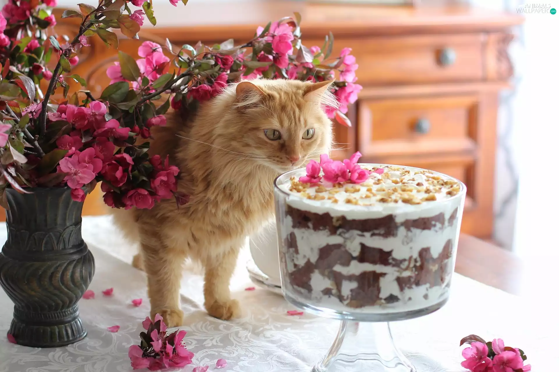 Twigs, cat, Flowers, dessert, ginger, Pink, Vase