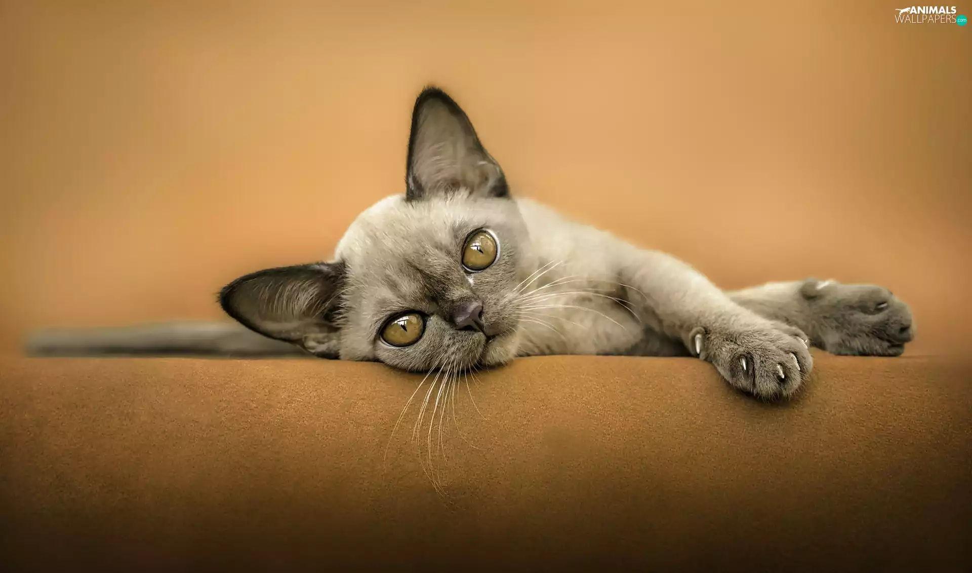 honeyed, Devon Rex, Sofa, kitten