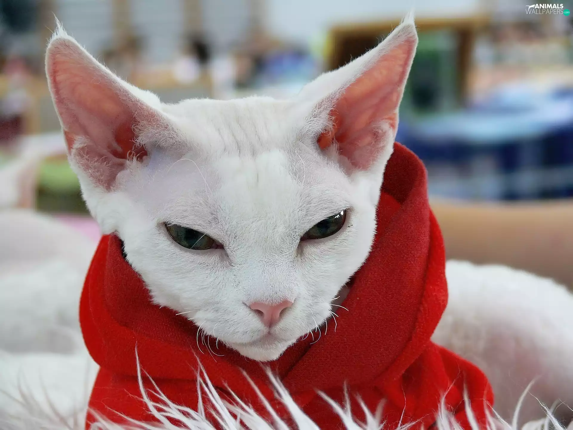 Devon Rex, Scarf