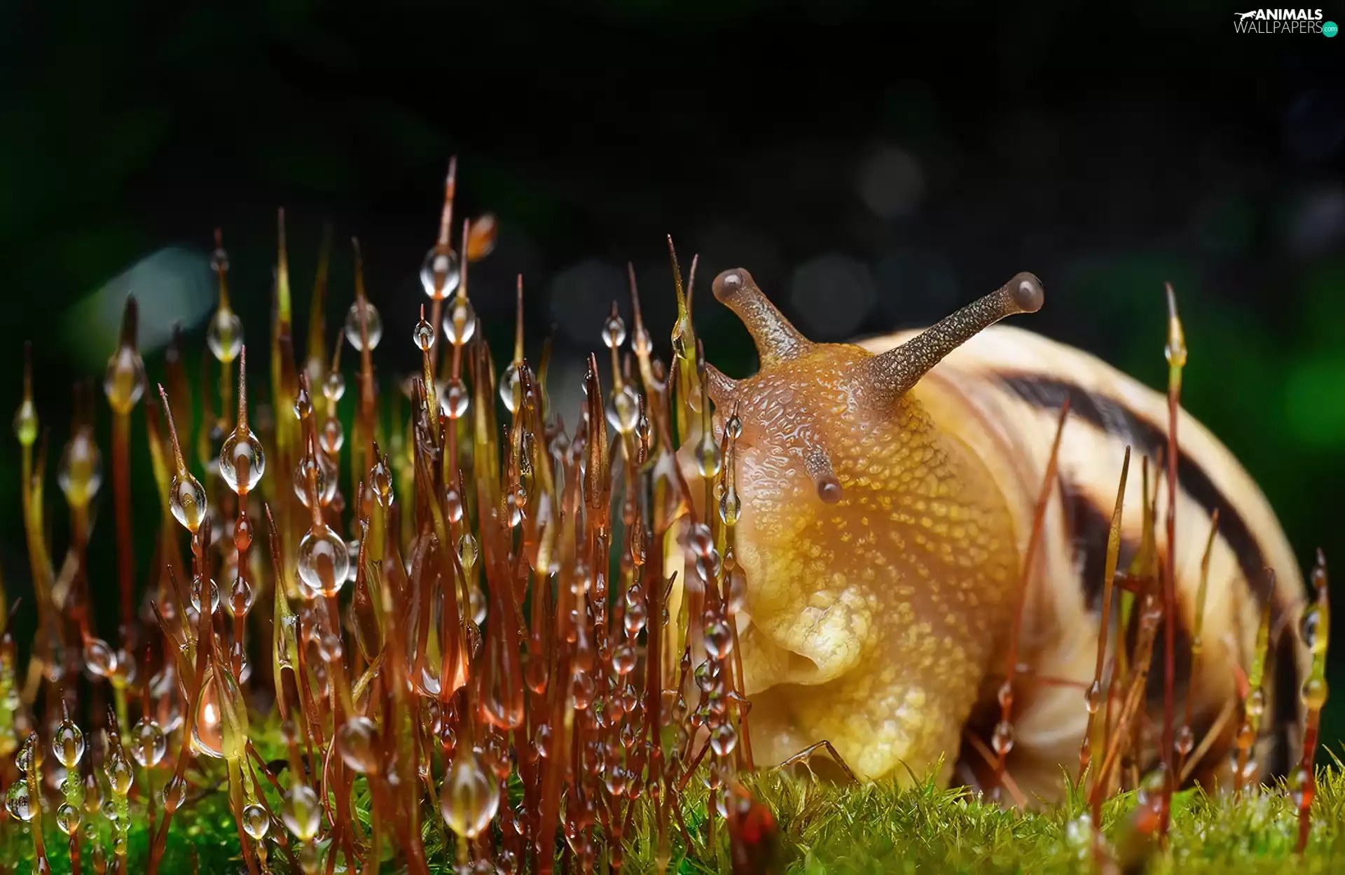 dew, snail, grass