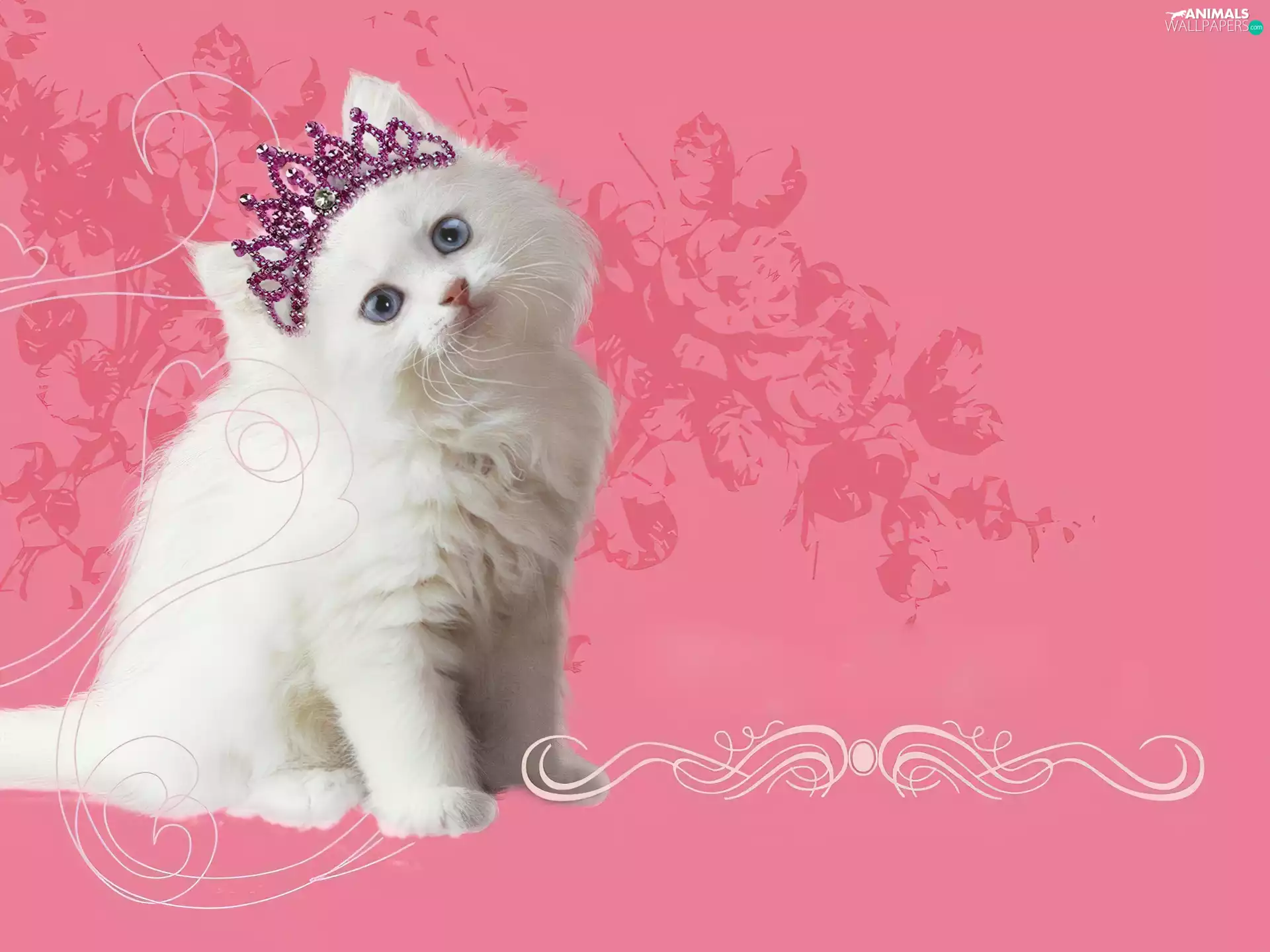 Diadem, cat, Princess