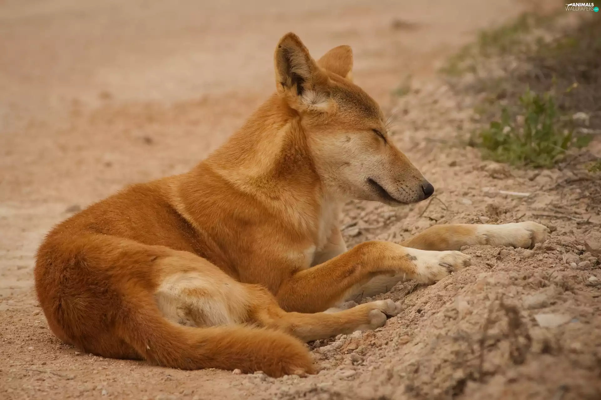dingo, sleepy, dog