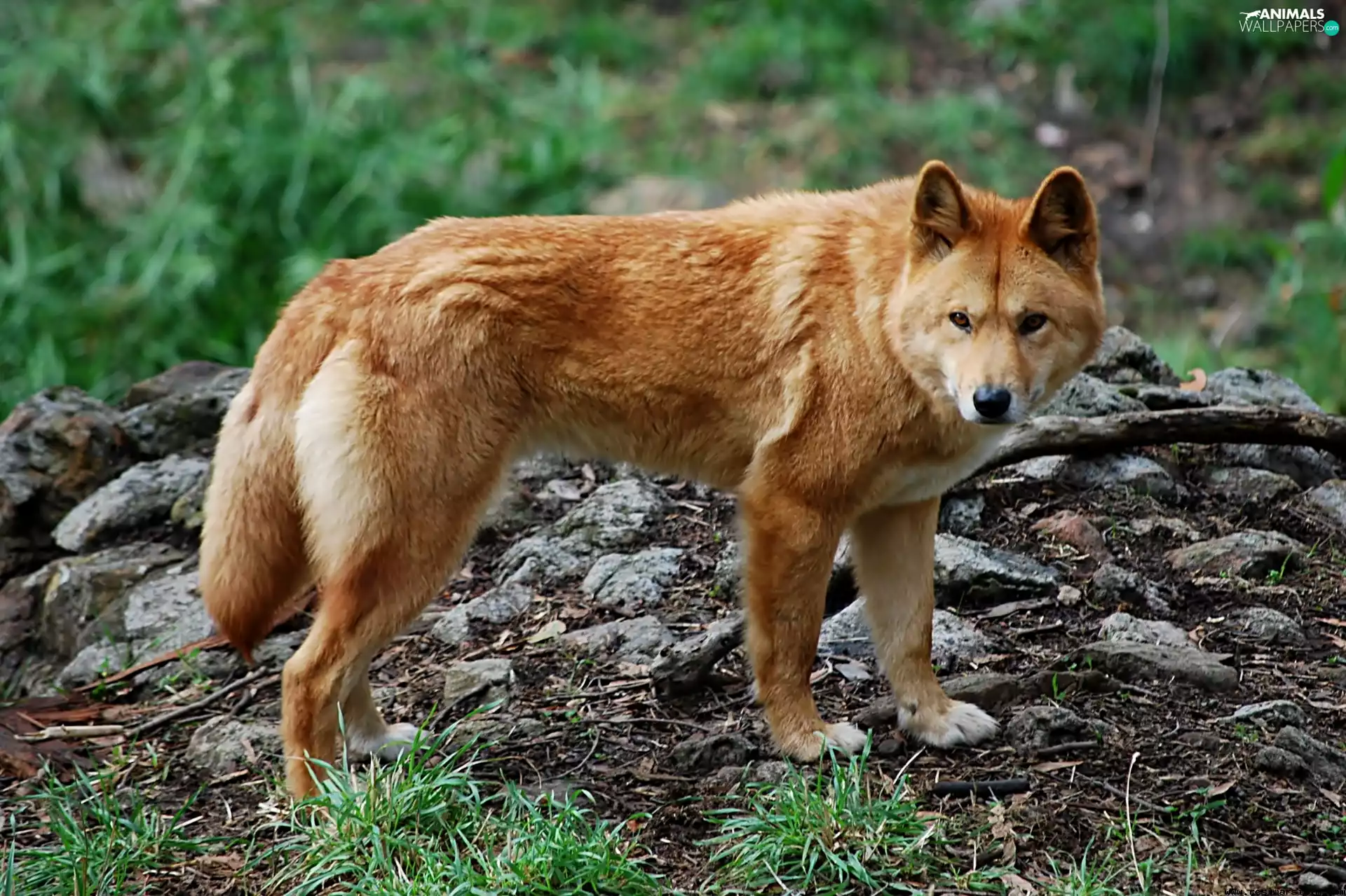 dingo, wild, dog