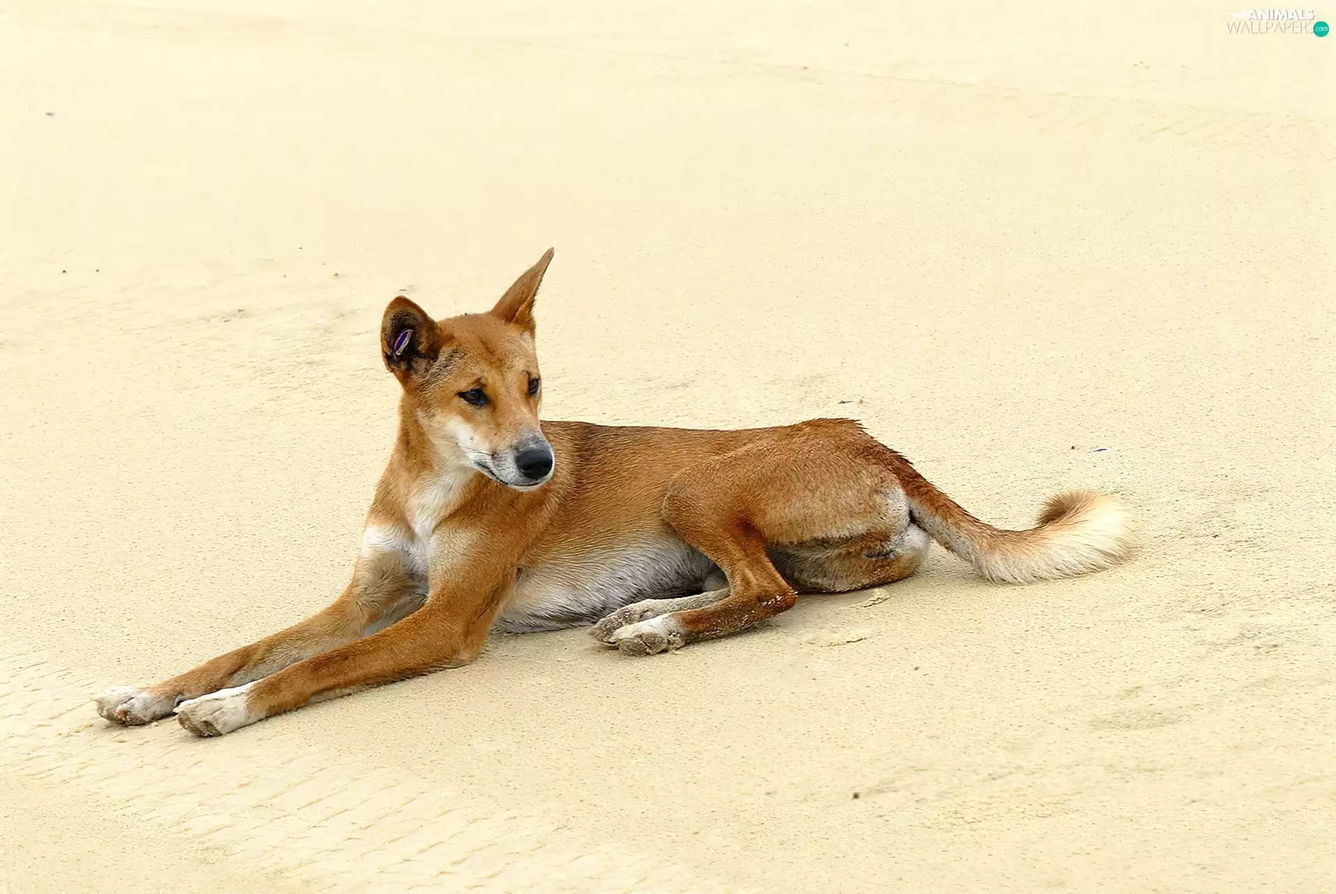 dingo, wild, dog
