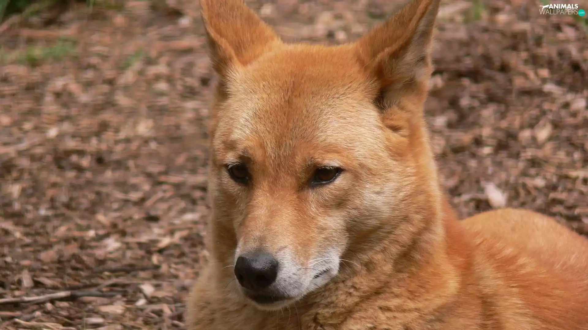 dingo, wild, dog