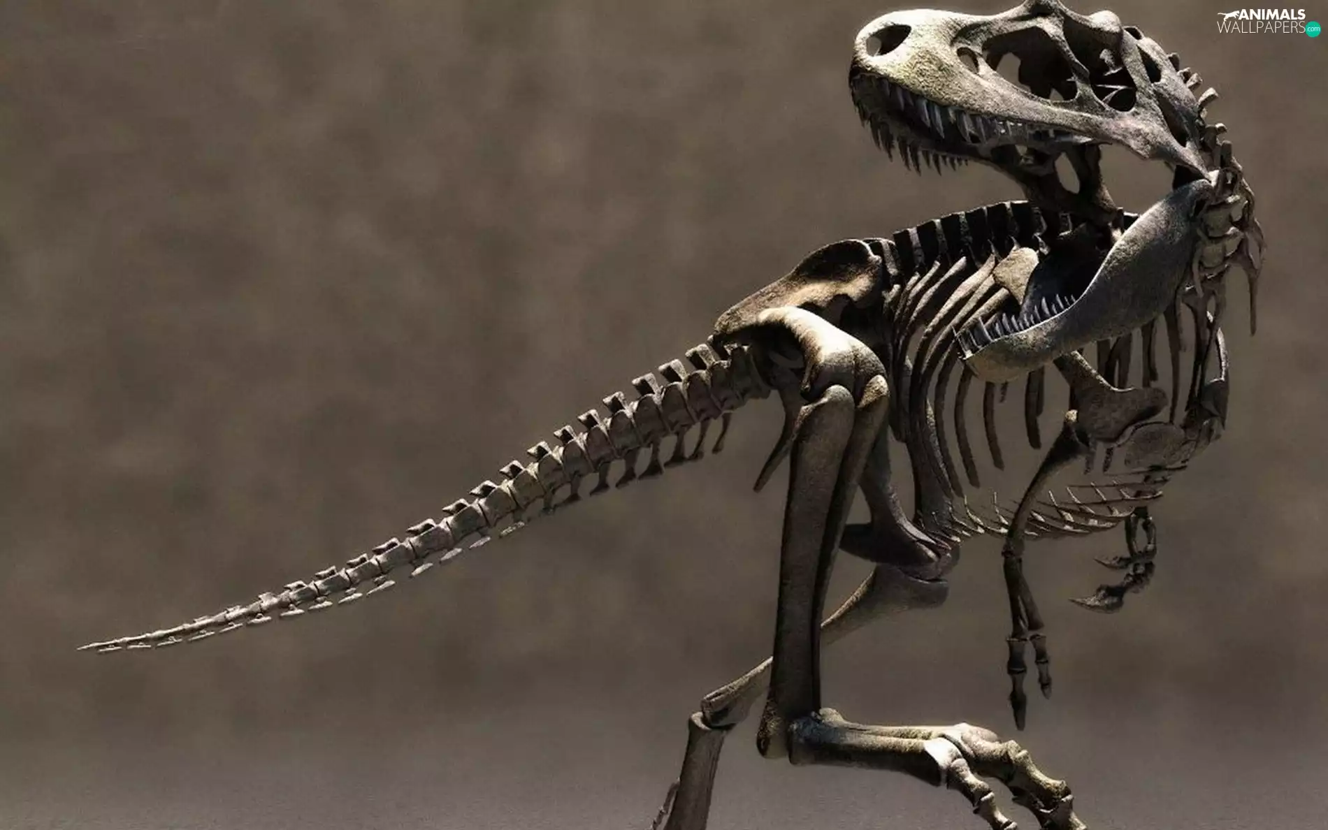 dinosaur, skeleton