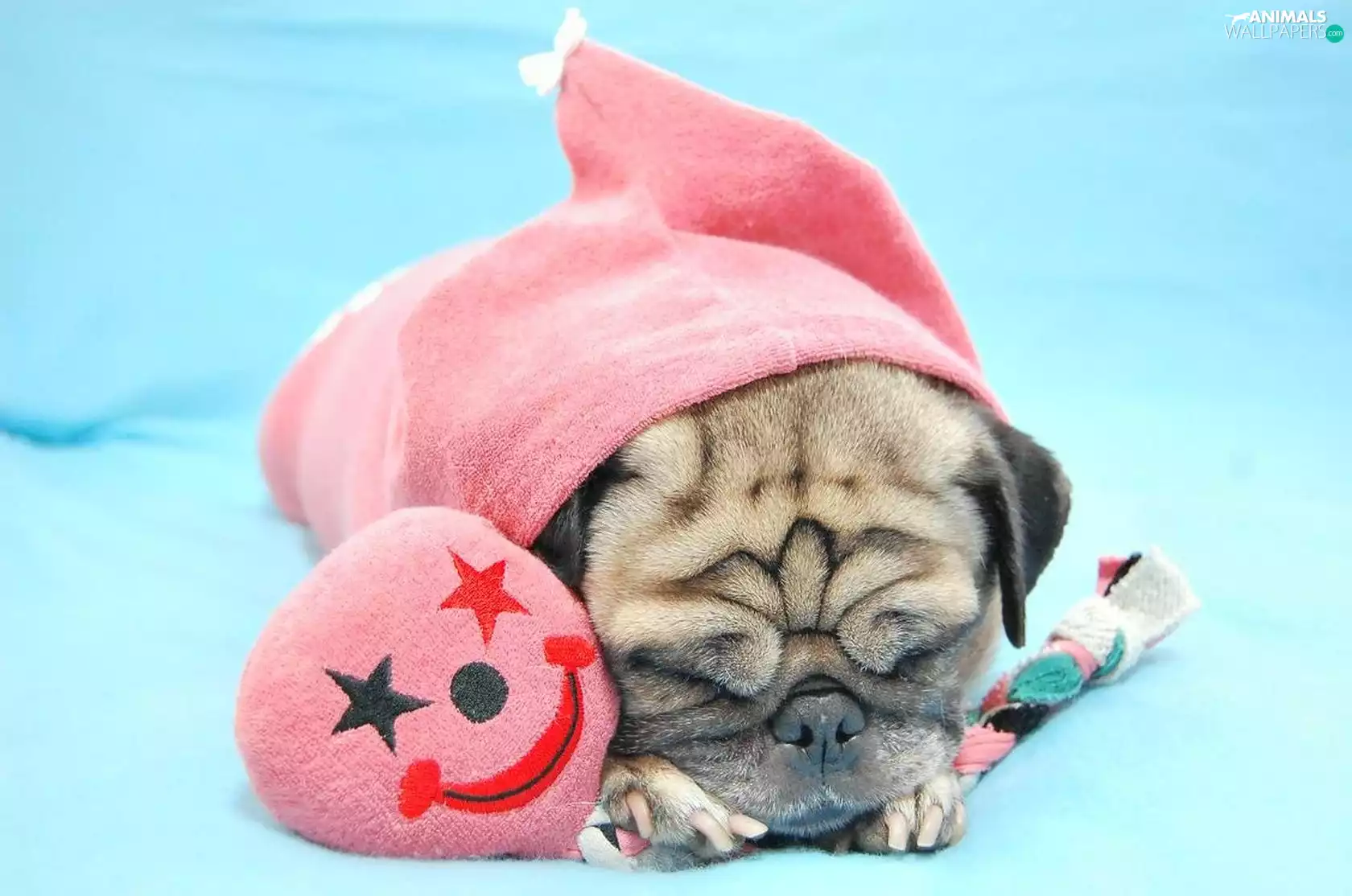 disguise, doggie, mascot